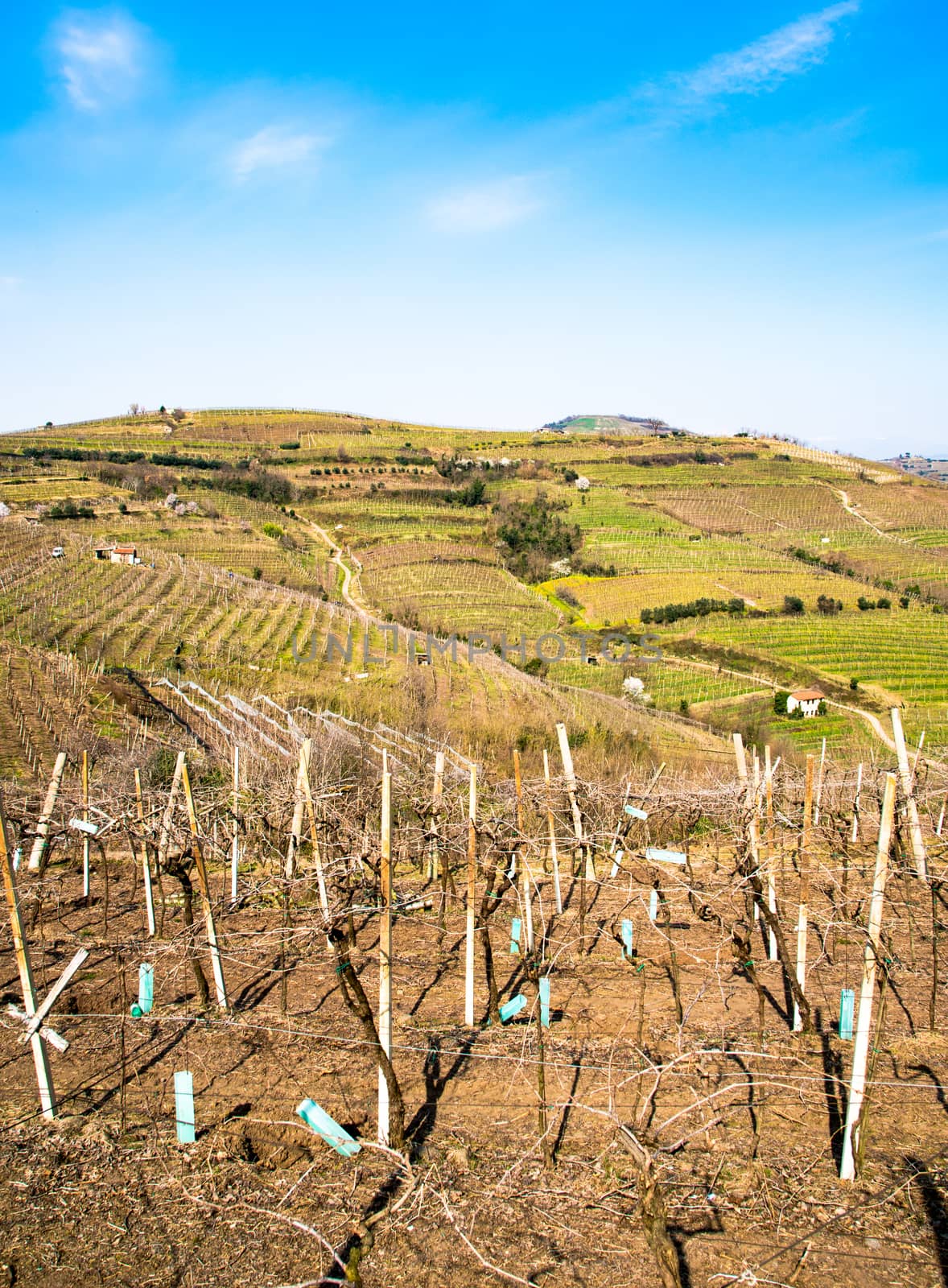 vineyards on the hills in spring, Italy by Isaac74