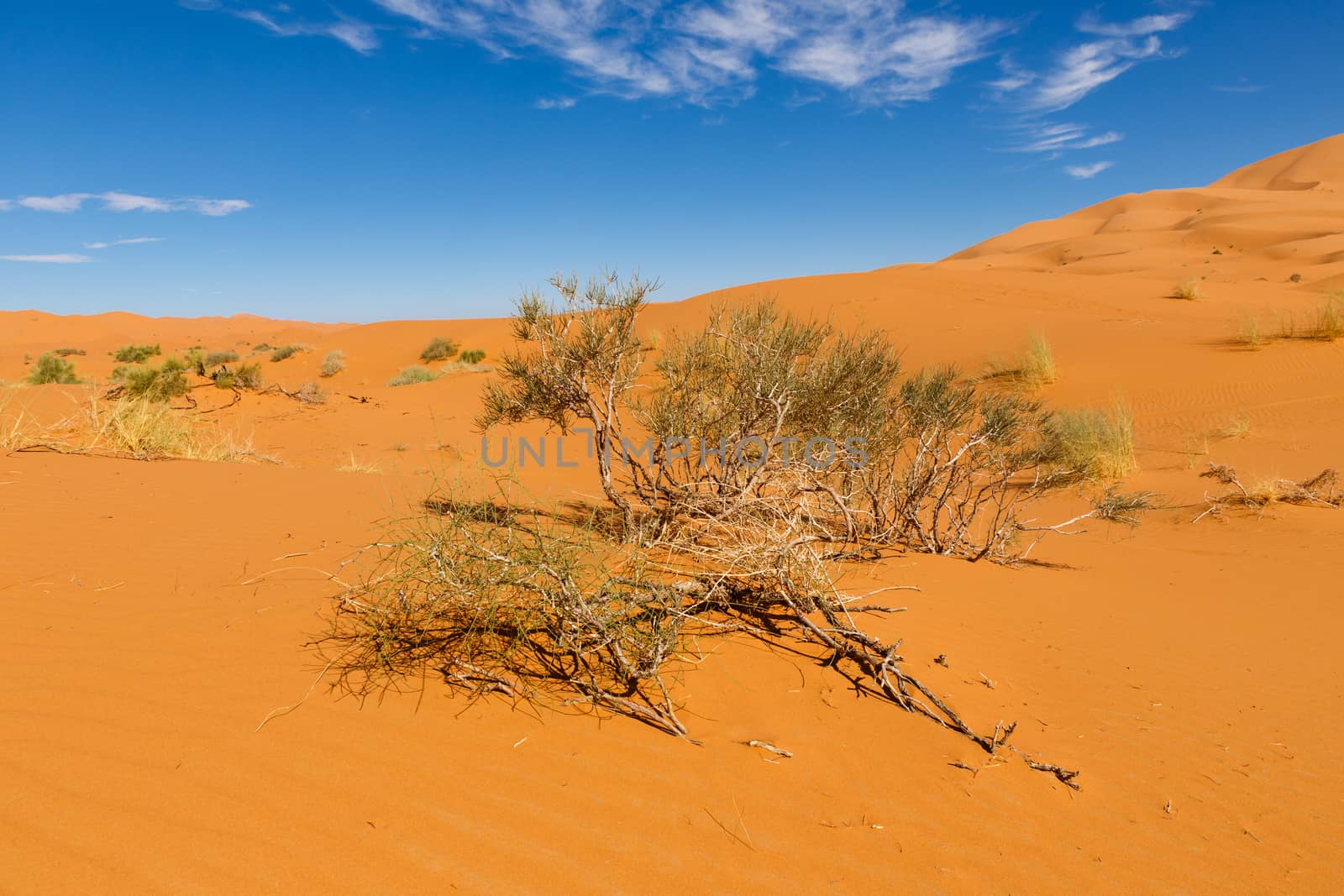 small green Bush growing on the sand in the Sahara desert Morocco