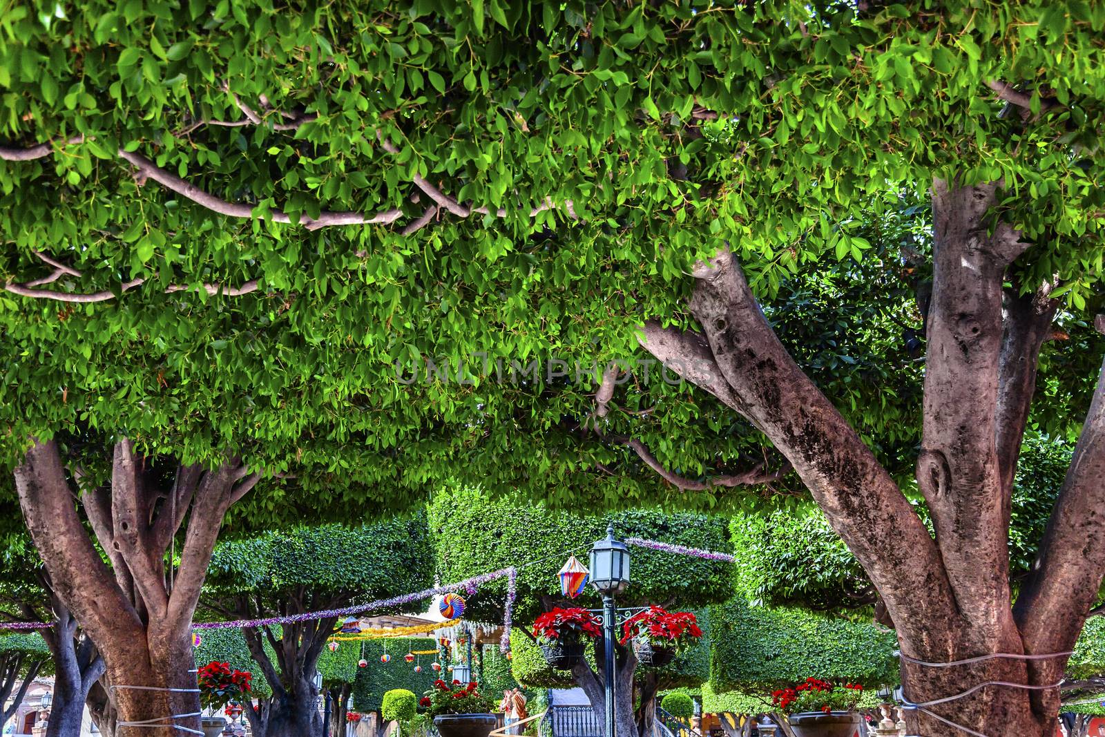 Jardin Town Tree Square San Miguel de Allende by bill_perry