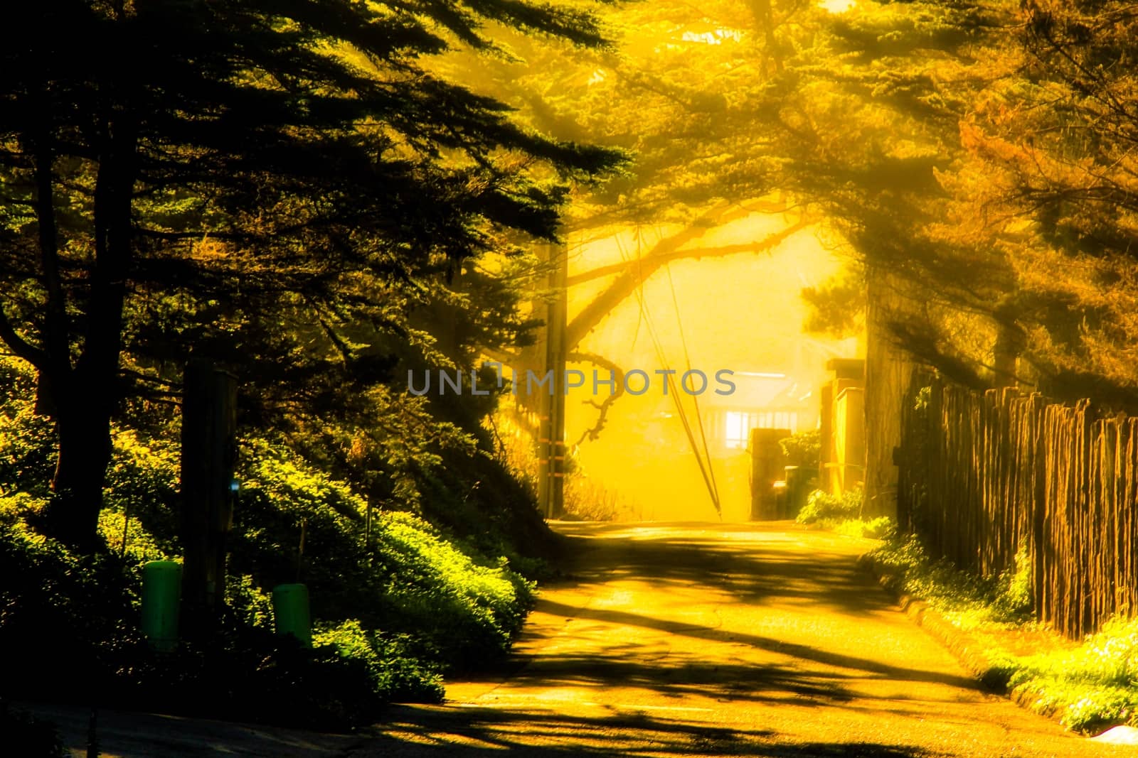 pathway with beautiful sunlight