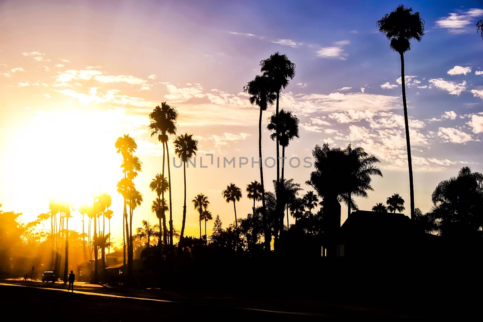 palm trees with beautiful sunset at the beach