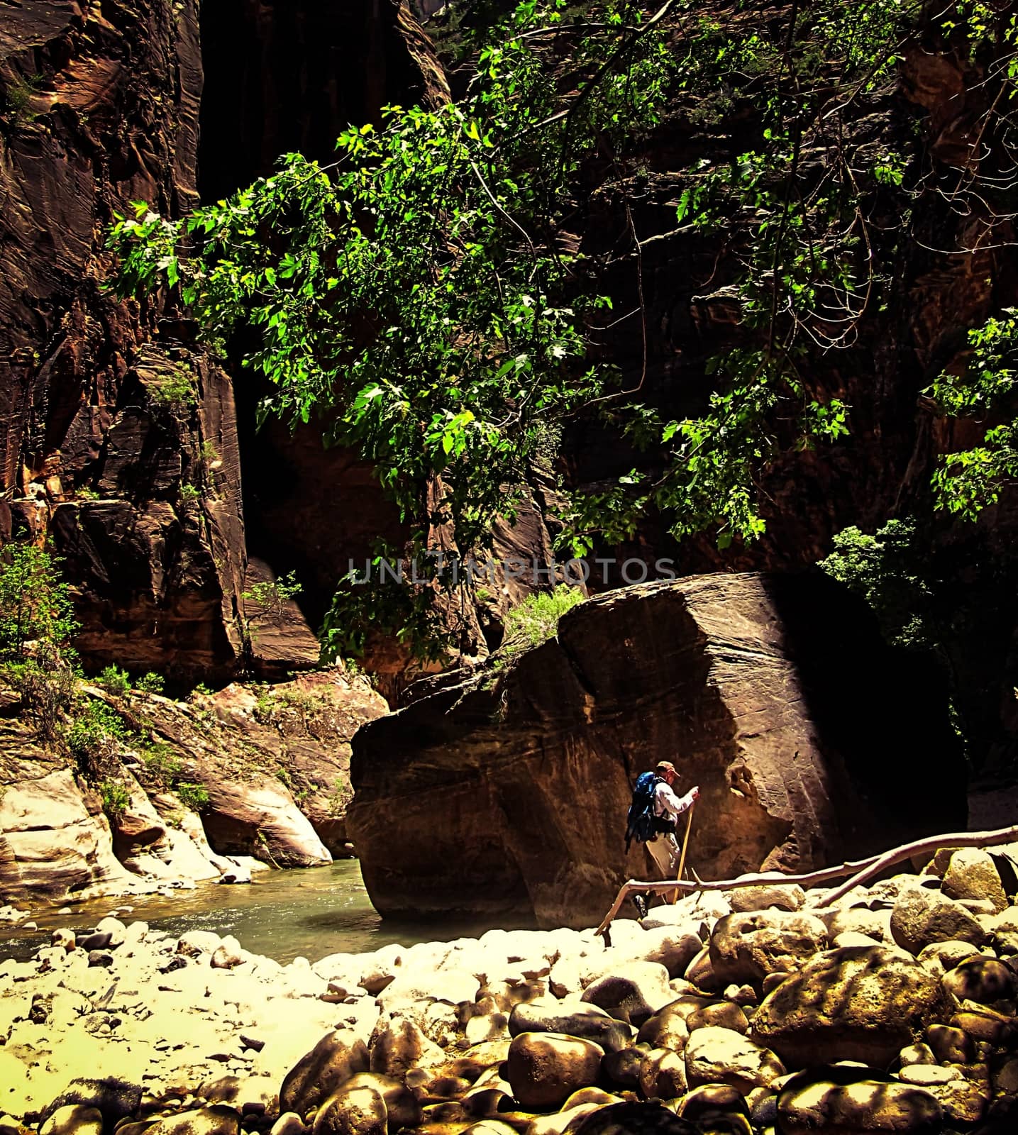 a man walking in the forest at Zion national park,USA by Timmi