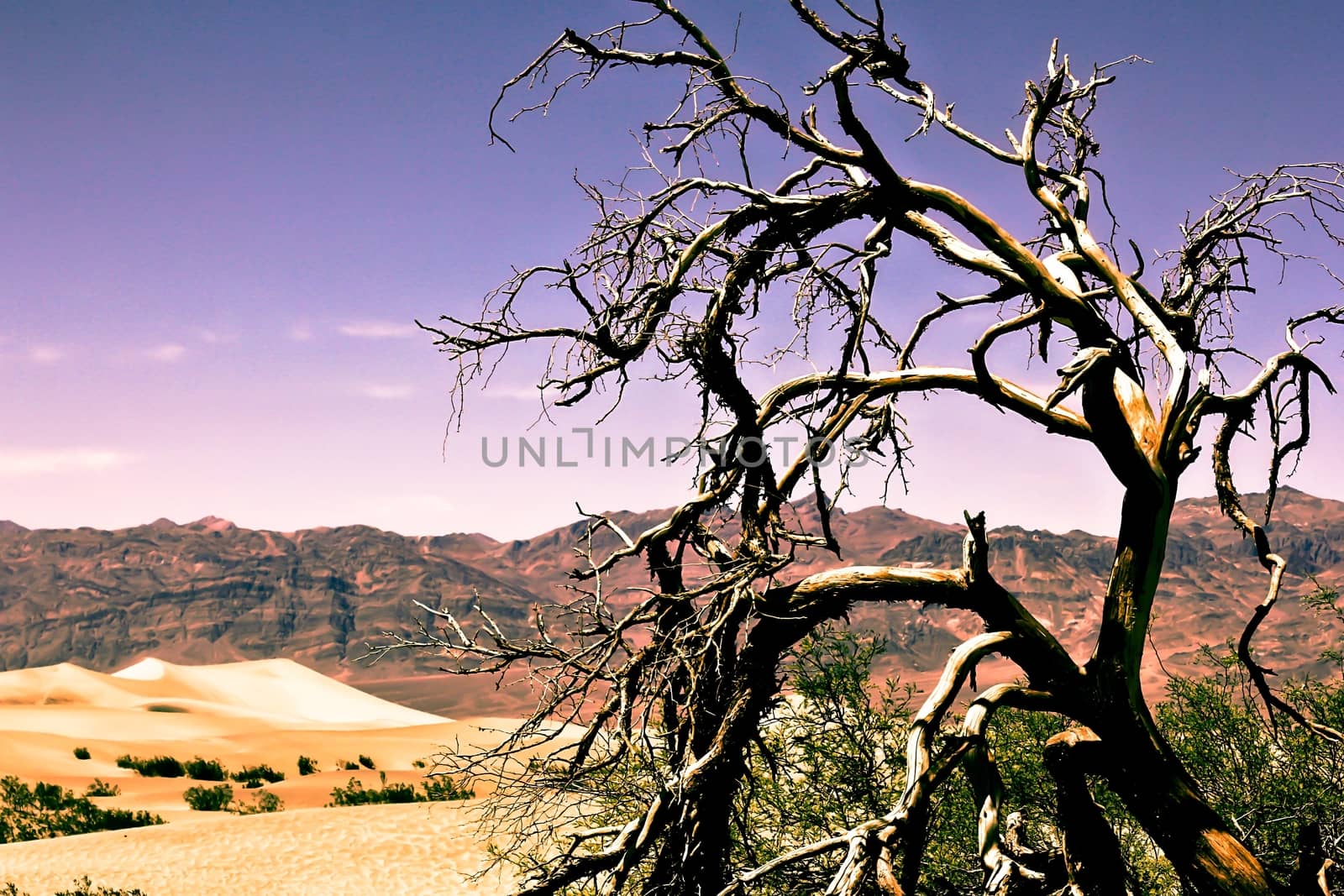 tree at the Death Valley national park,USA by Timmi