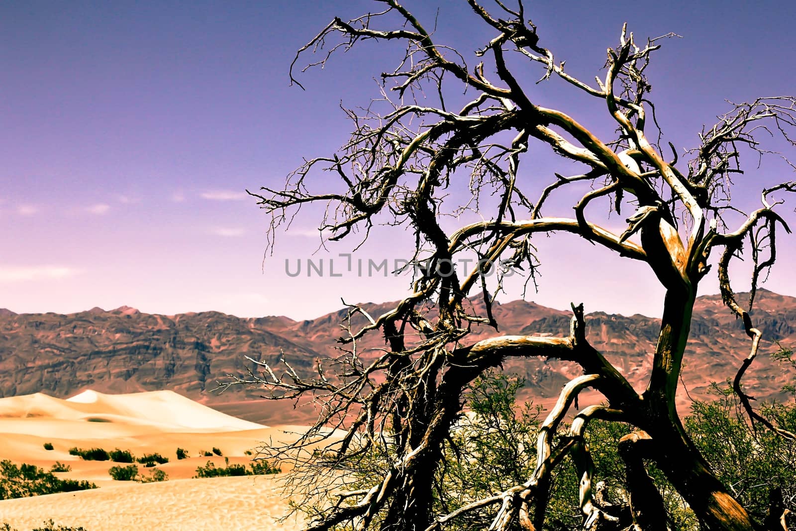 tree at the Death Valley national park,USA