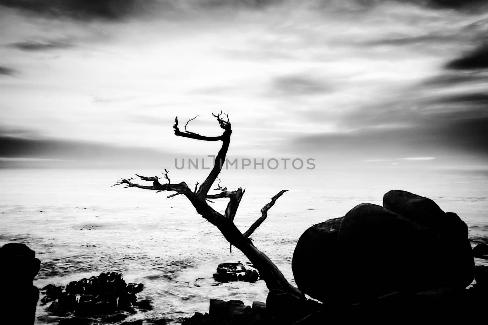 tree ocean and sunset sky in black and white by Timmi