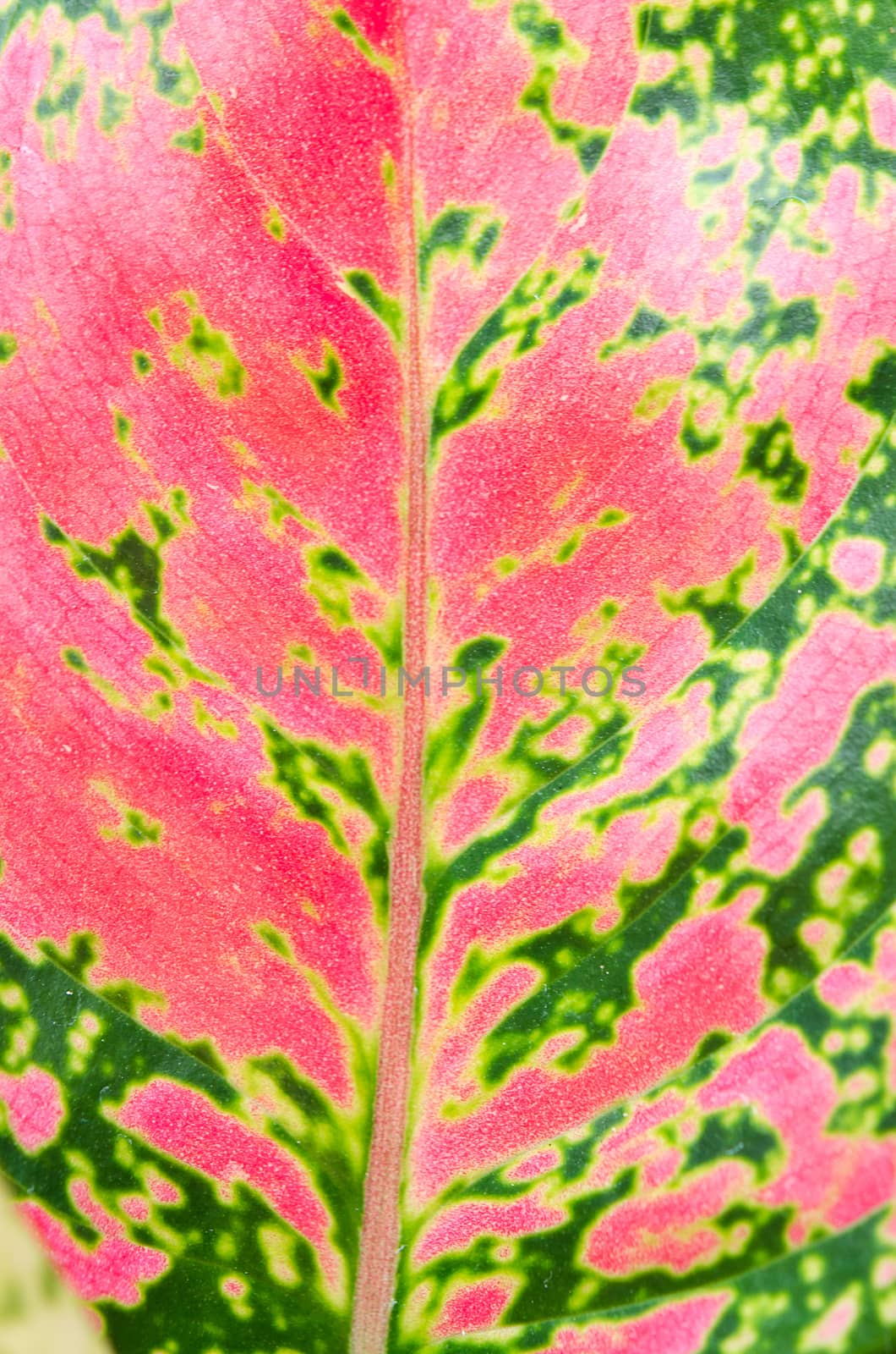 Leaf texture by aoo3771