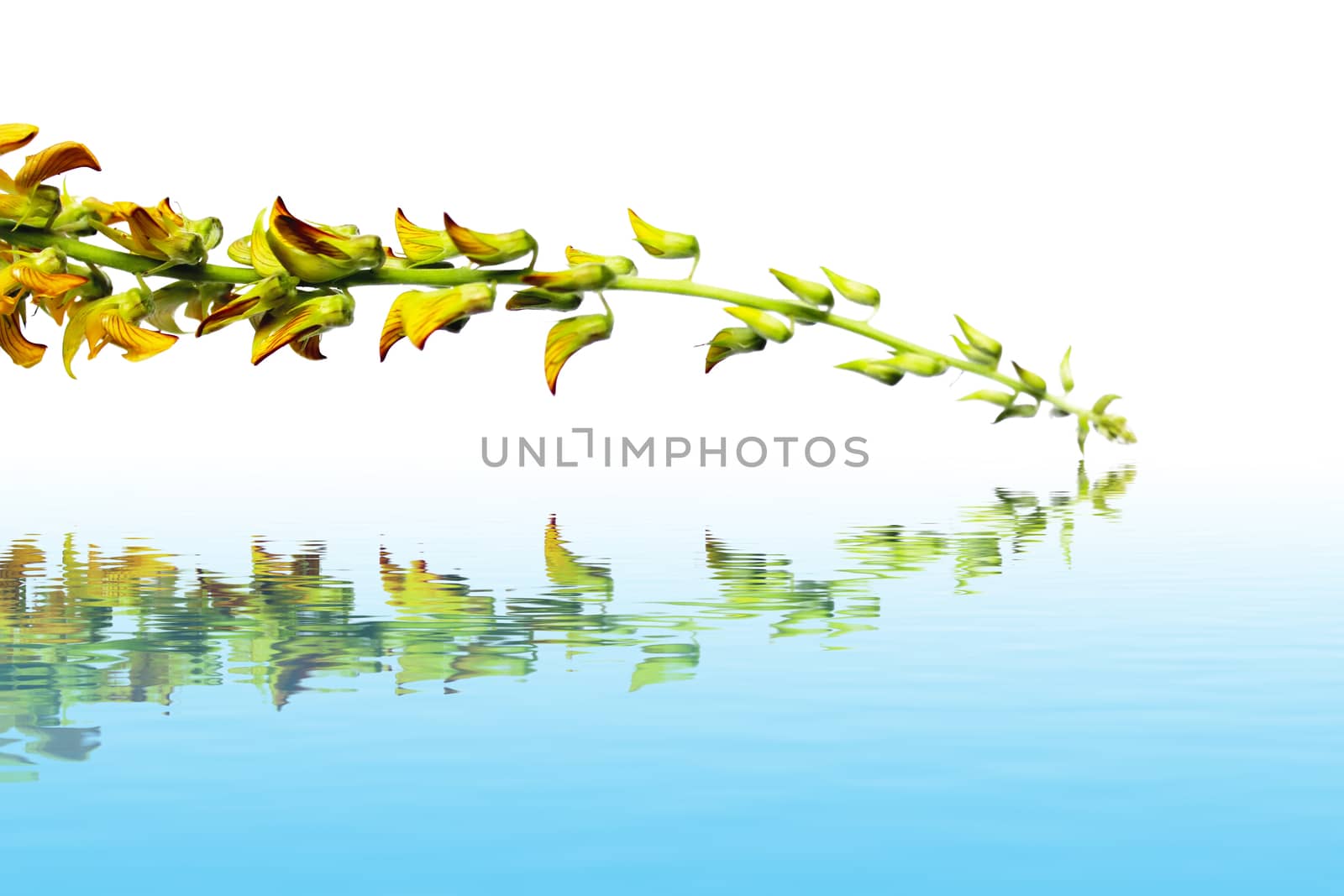 Blossoming flower isolated on white background 
