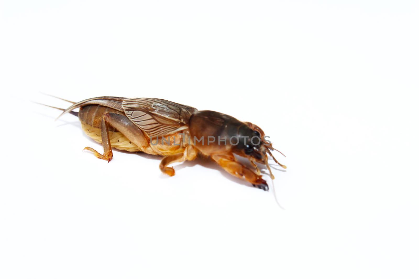Mole cricket isolated on white background 