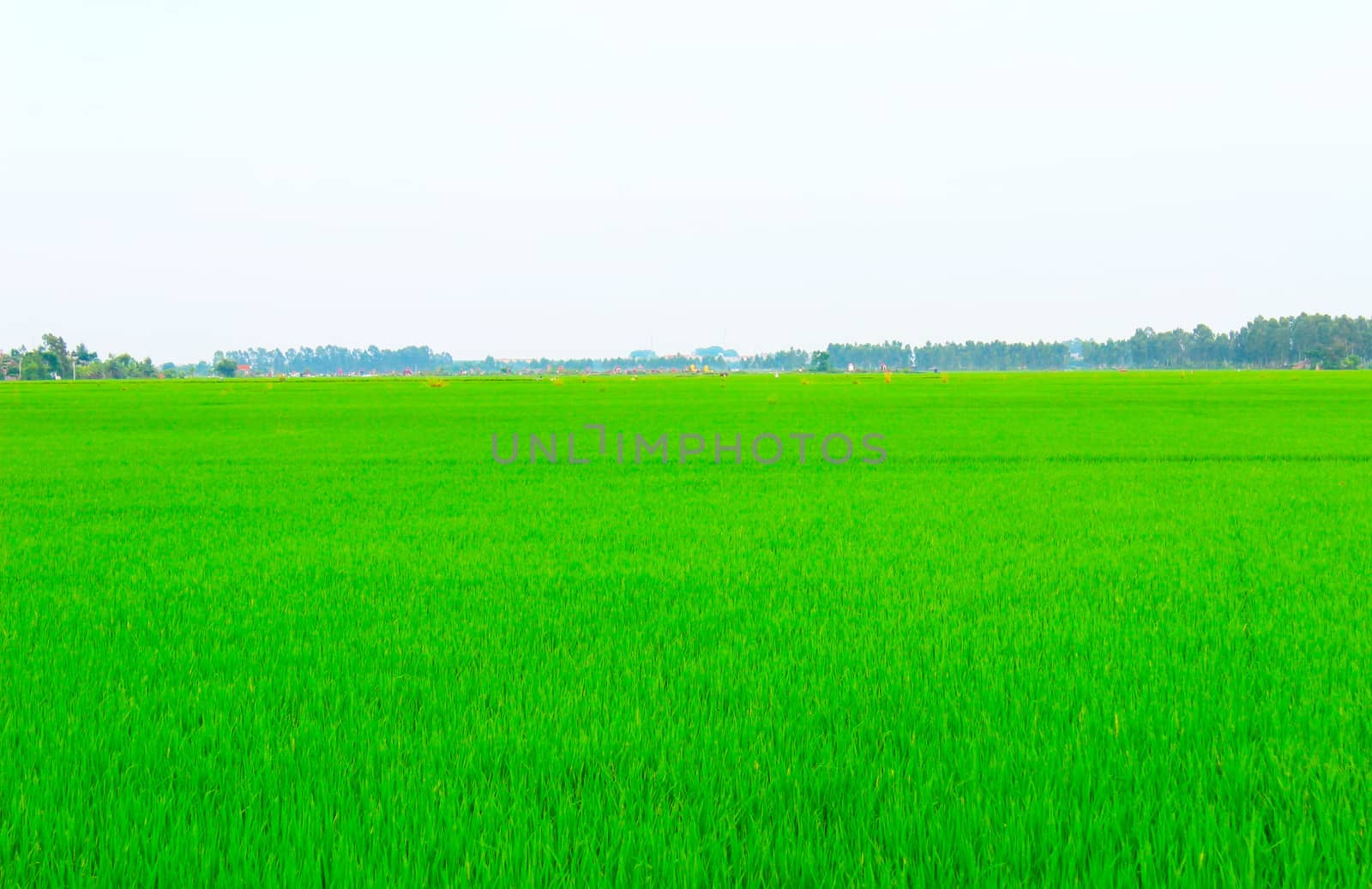 Green field under blue sky 