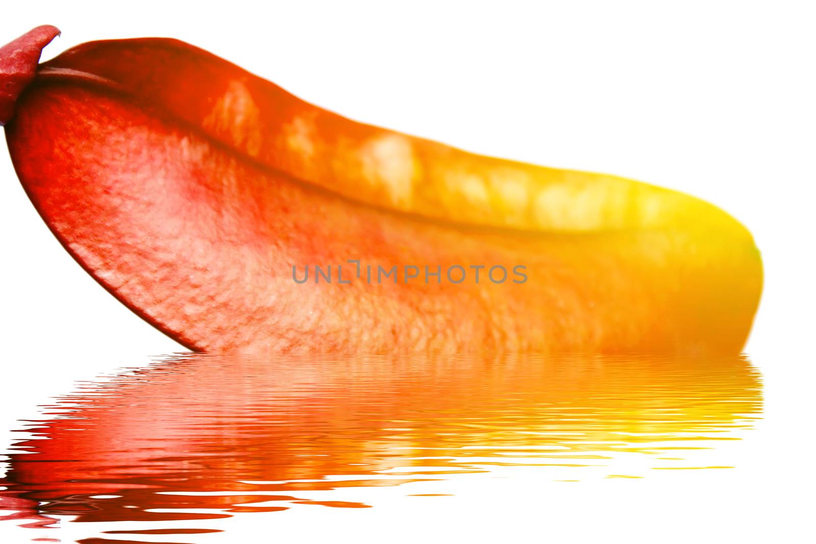 Dried red hot  isolated on white