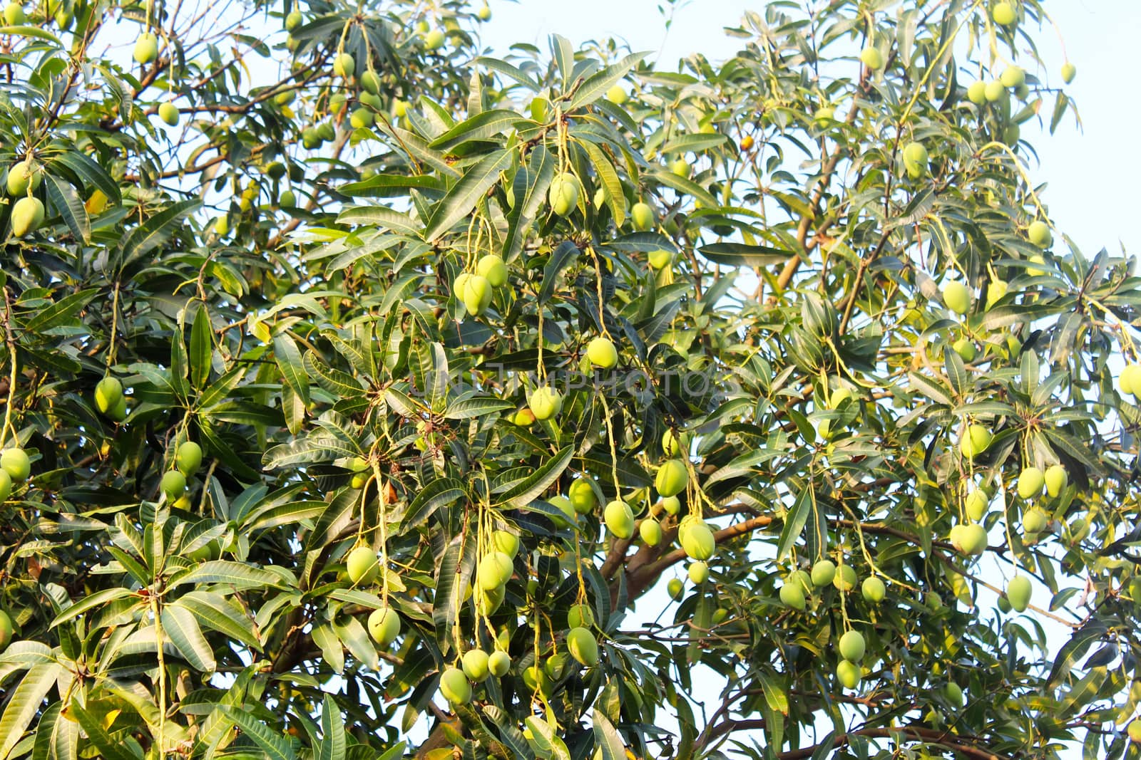 mango on the tree