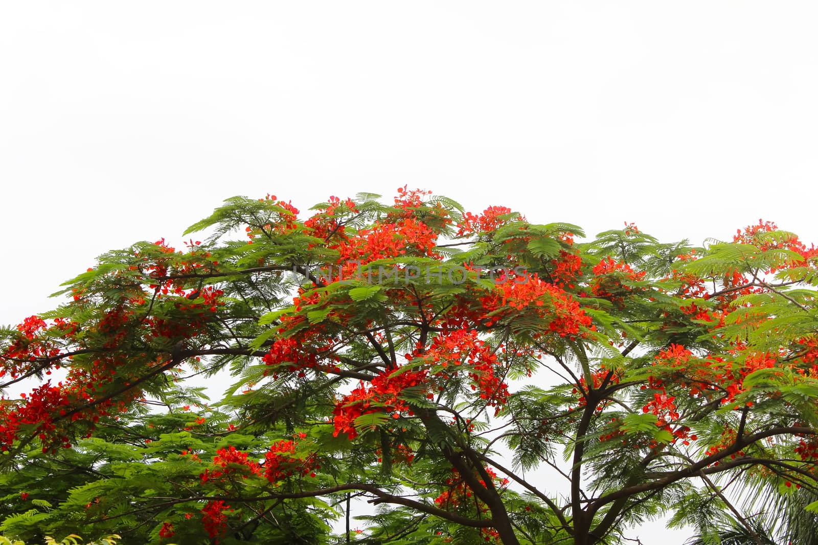 red flower blooming