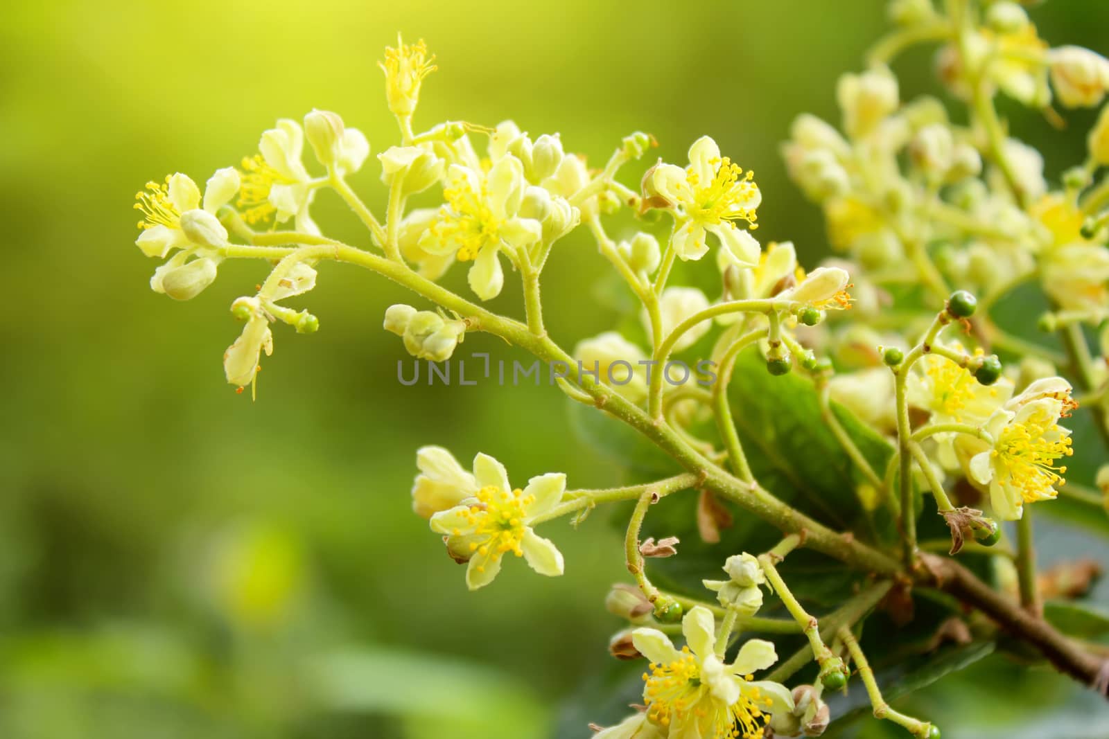 Spring blossoms background 