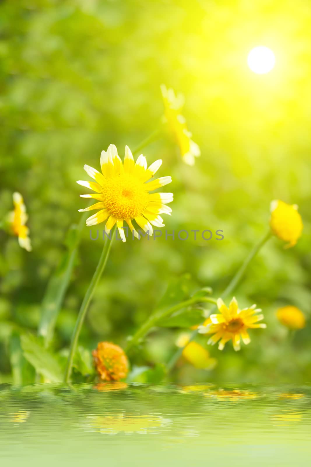 Beautiful yellow flower in field 