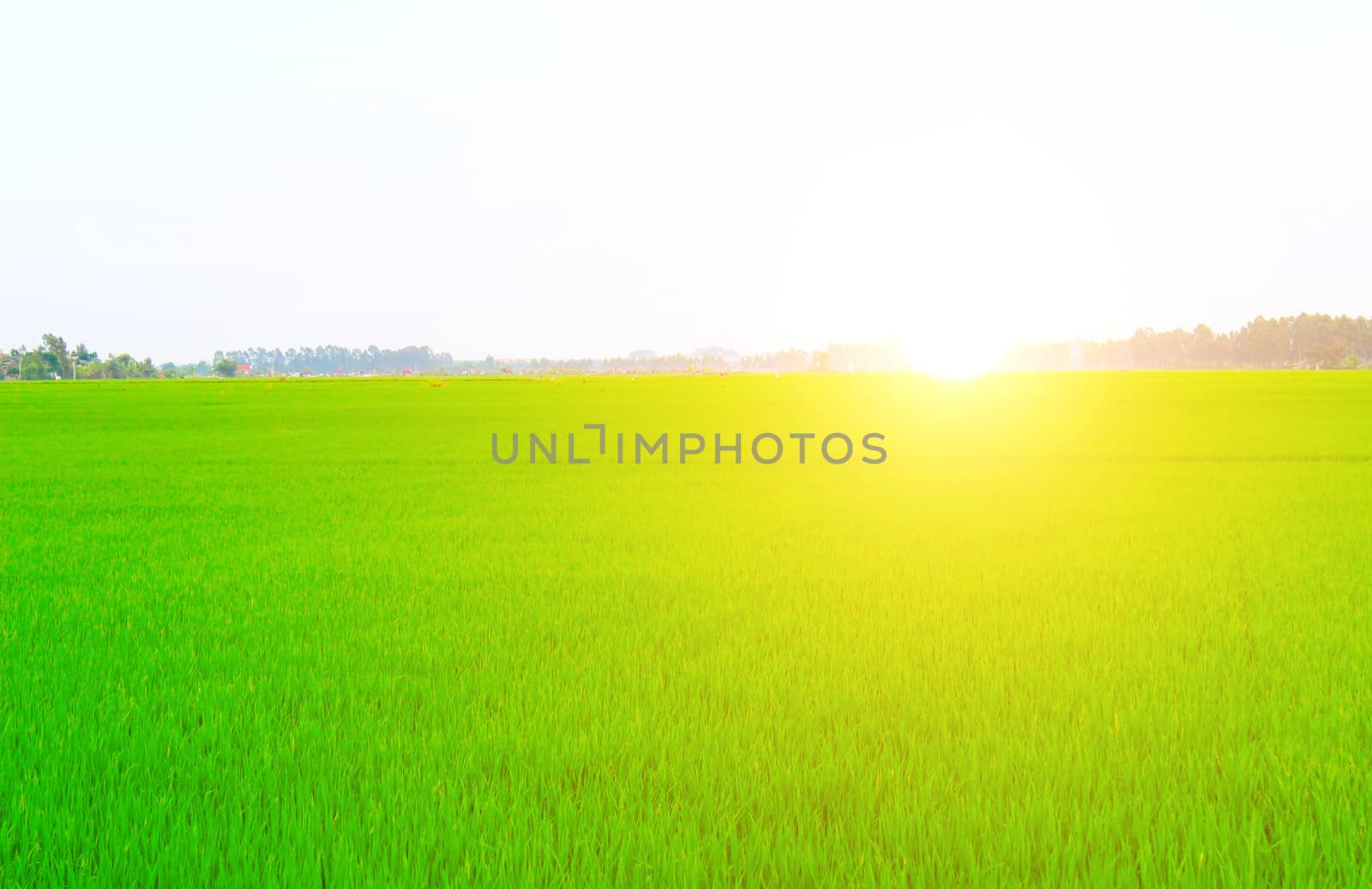 Green field under blue sky 
