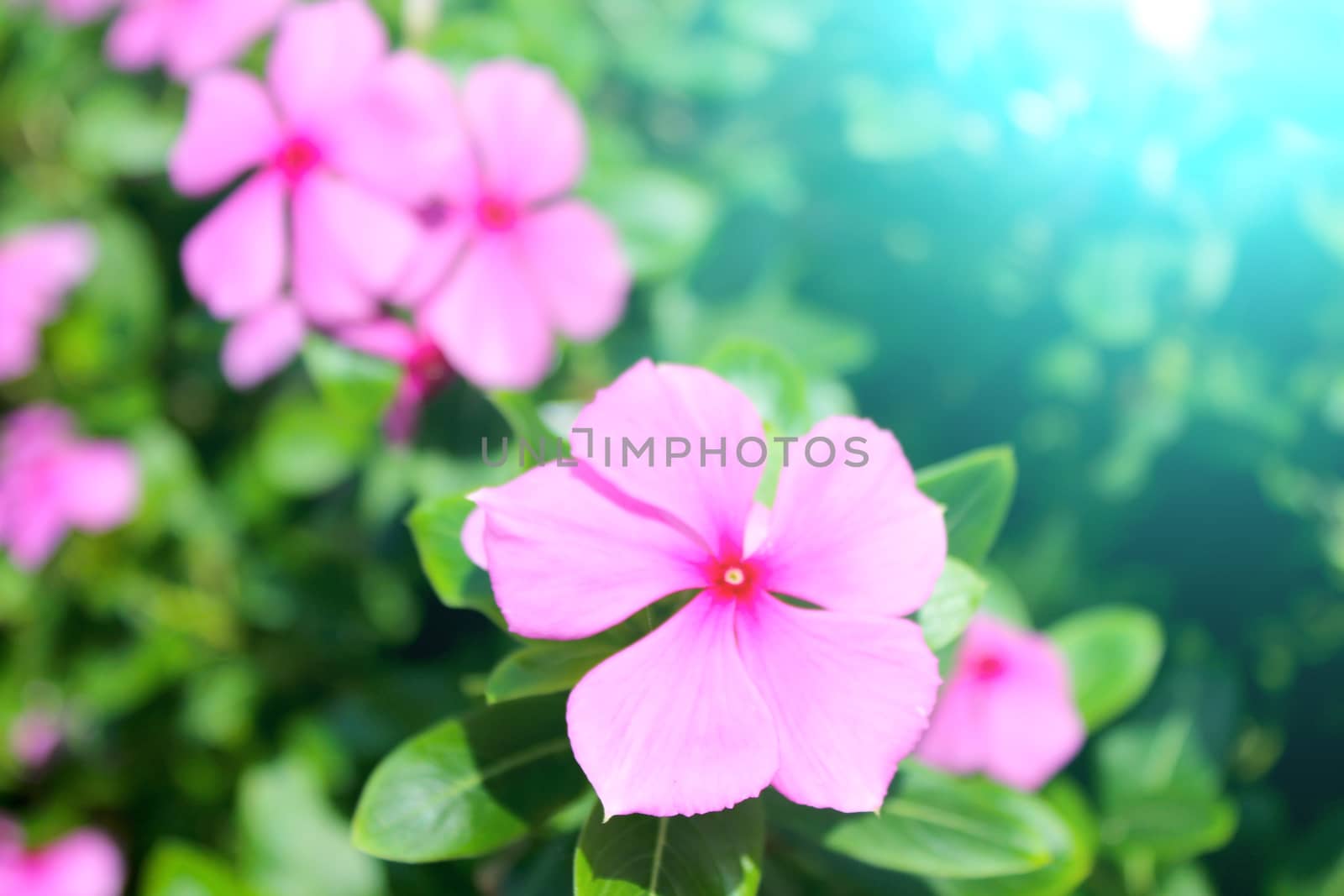 beautiful pink flowers in the garden by dinhngochung