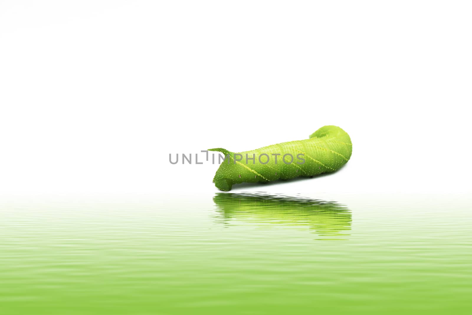 A close up of the green caterpillar