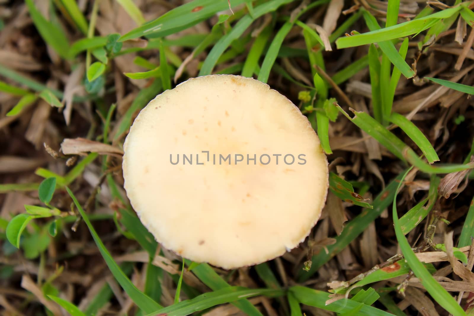 One mushroom in park close-up 