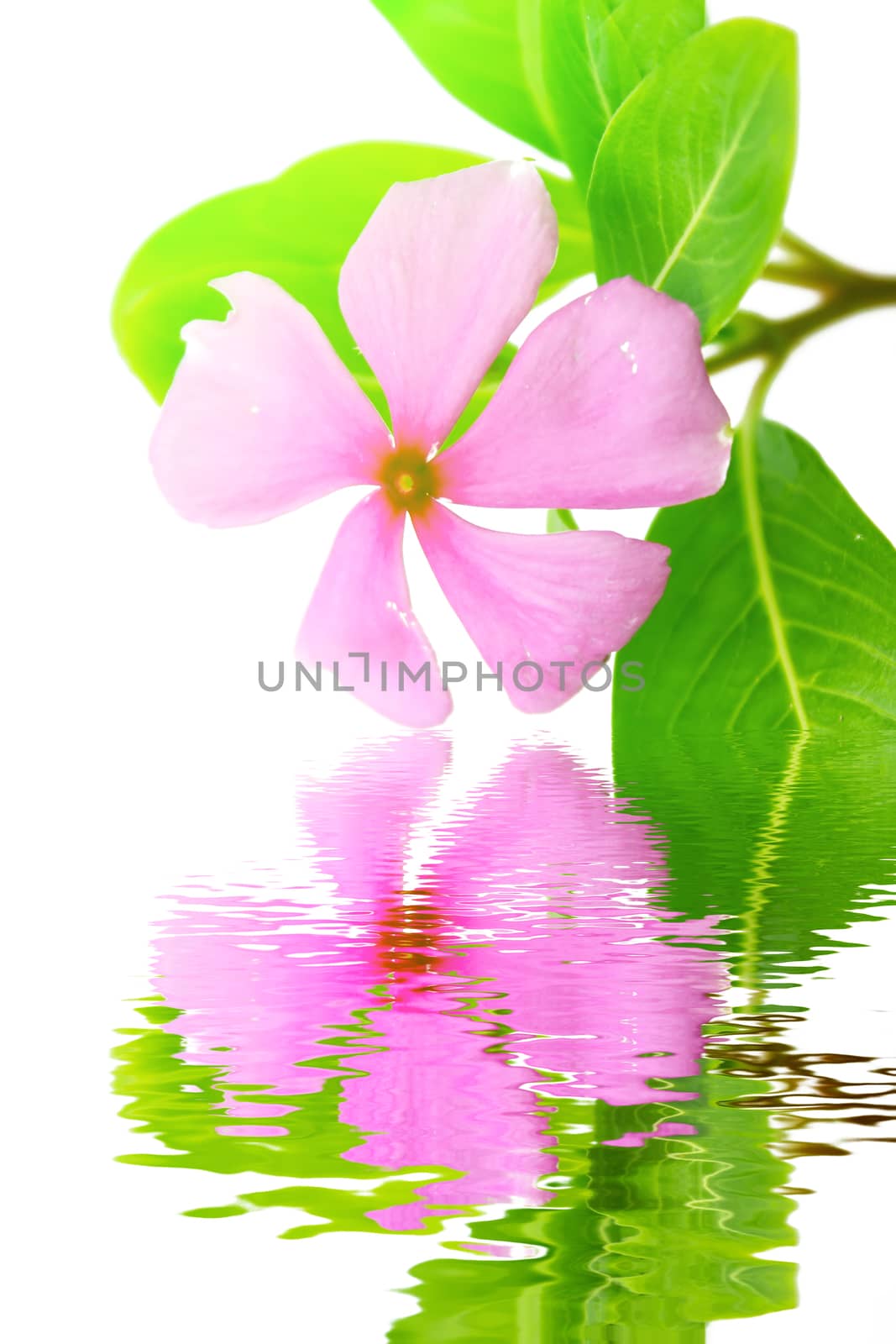 Beautiful pink flower white background 