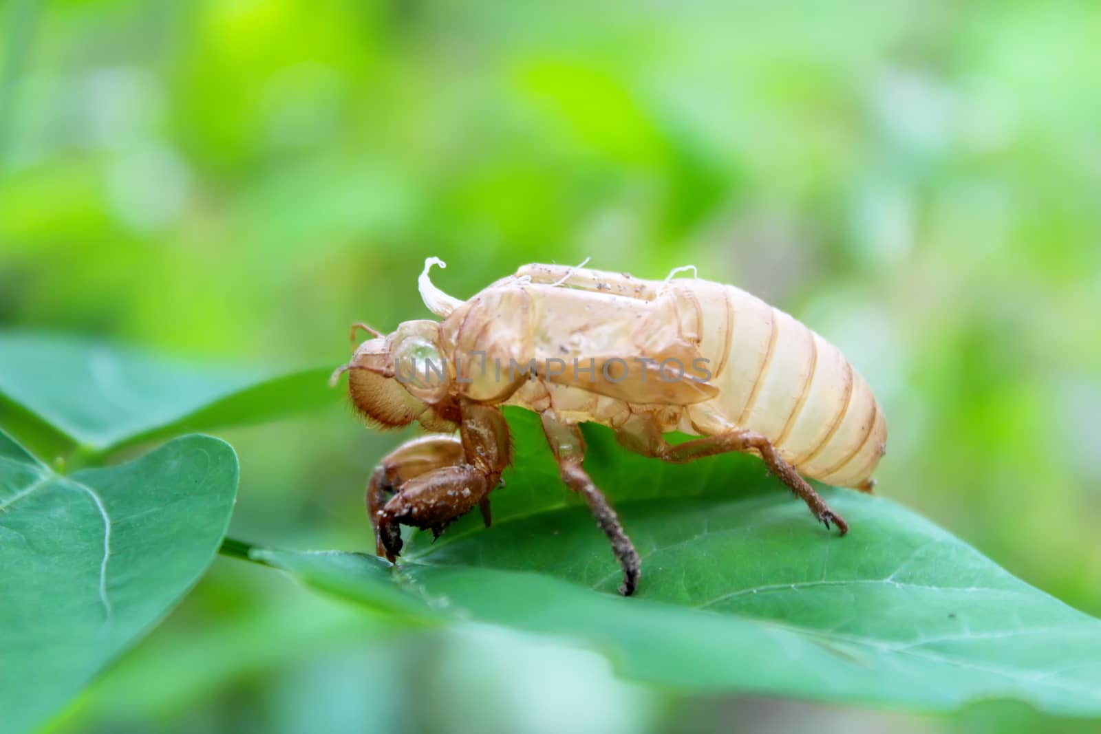 determine cicadas on leaves