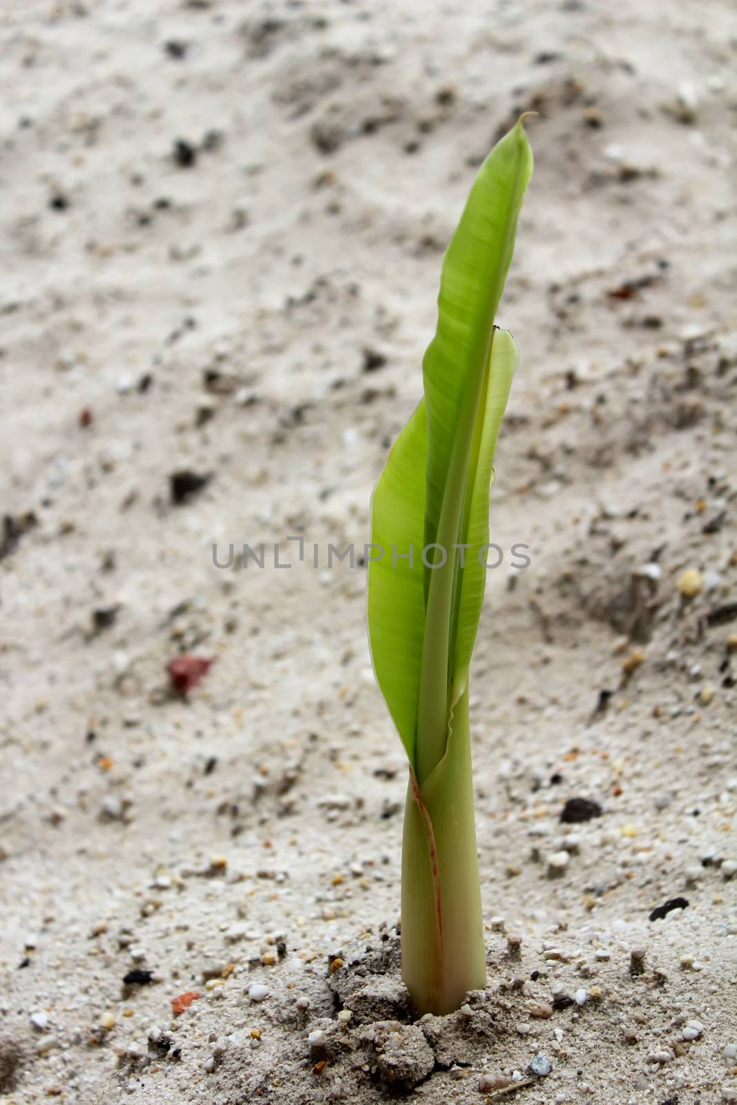 seedlings grown in sand