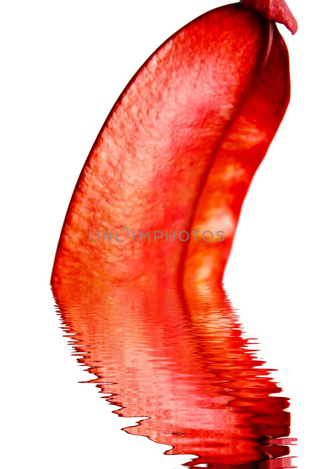 Dried red hot  isolated on white