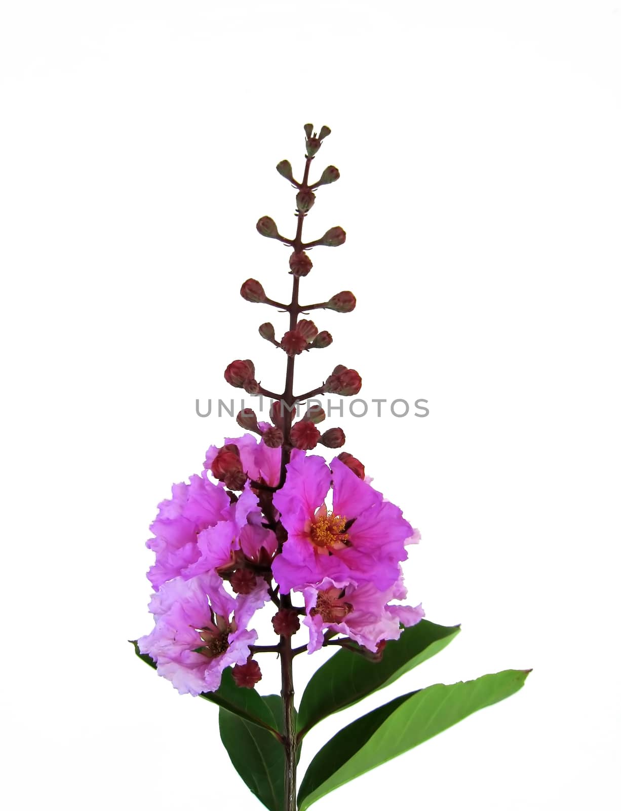 Lagerstroemia flowwers isolated on a white background