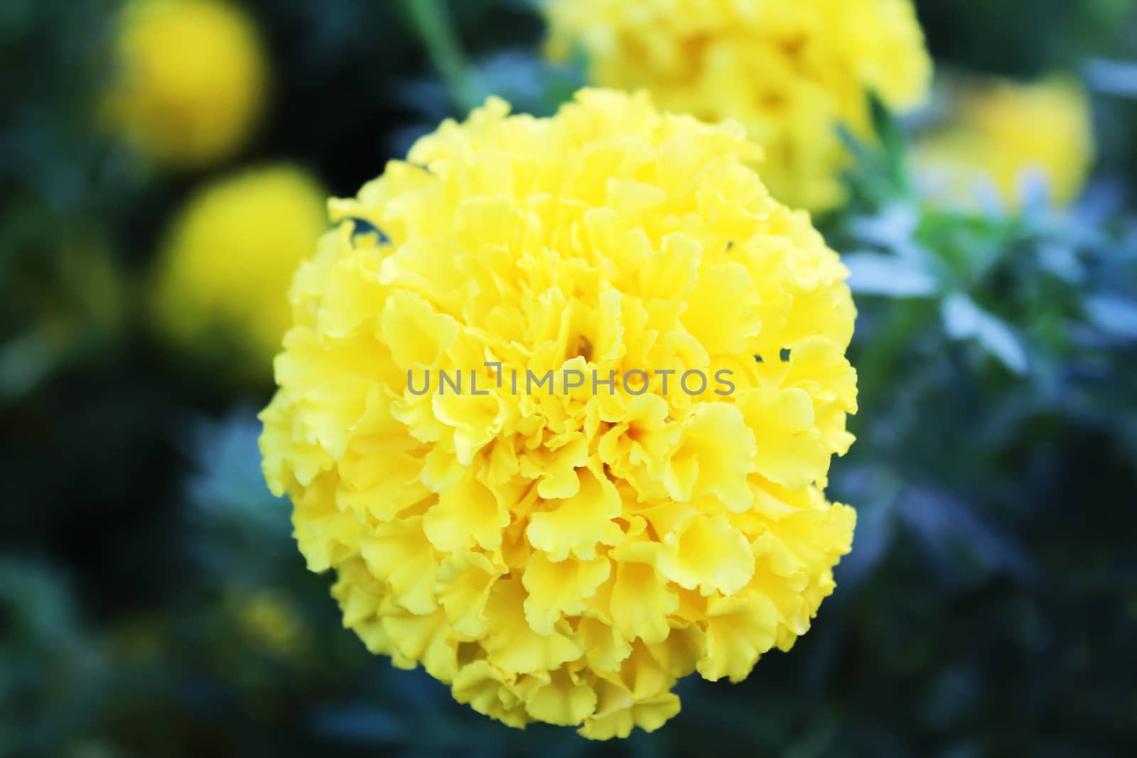 Beautiful  flower by dinhngochung