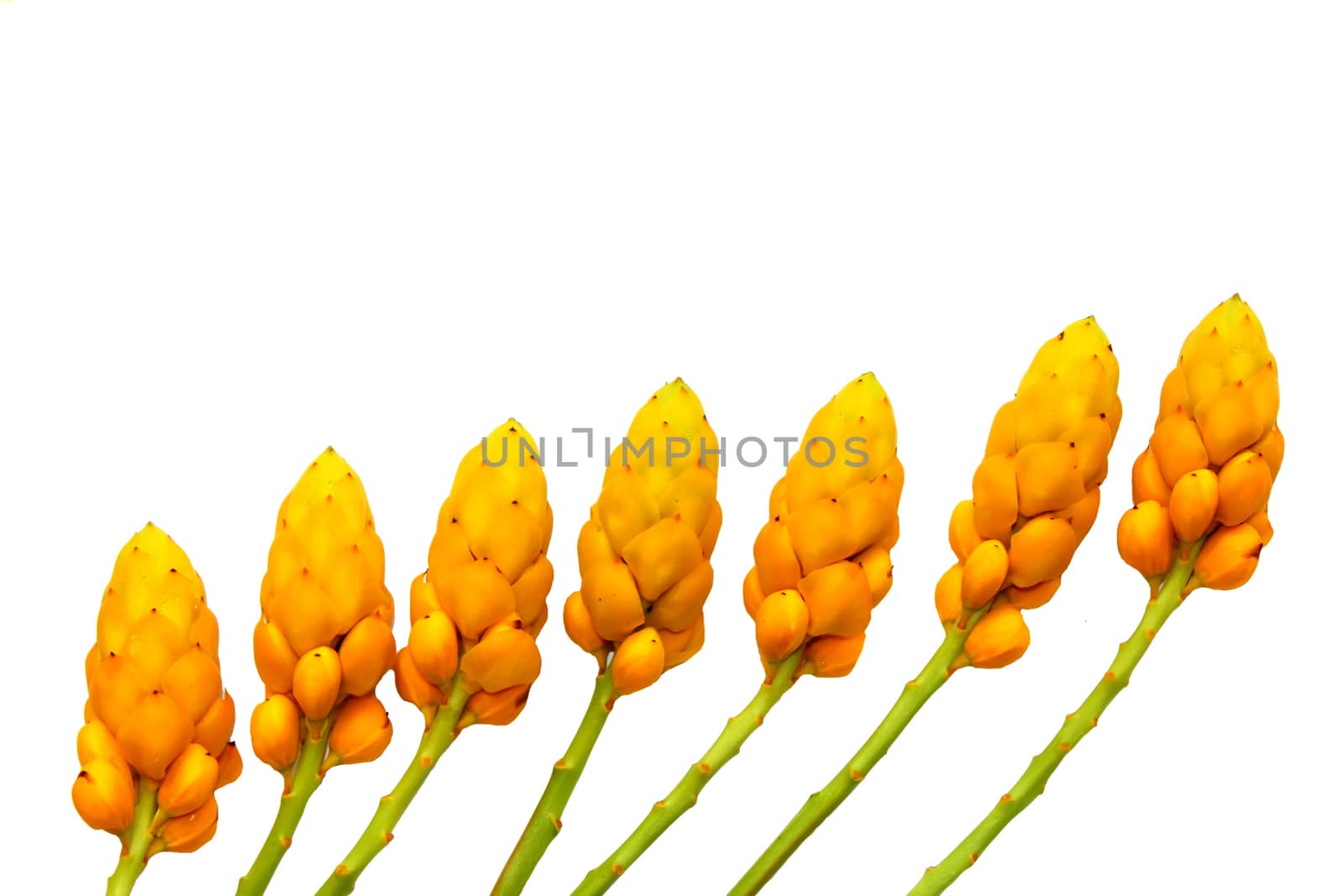 yellow flowers isolated over white background 