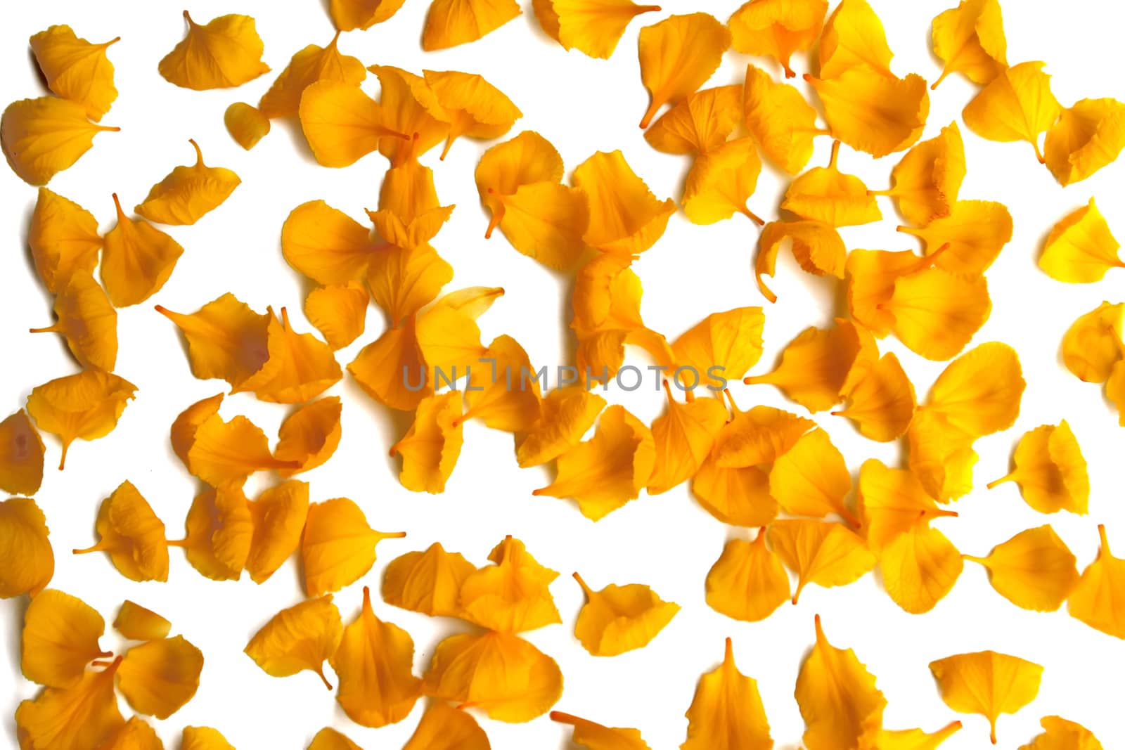 Yellow petals on white background 