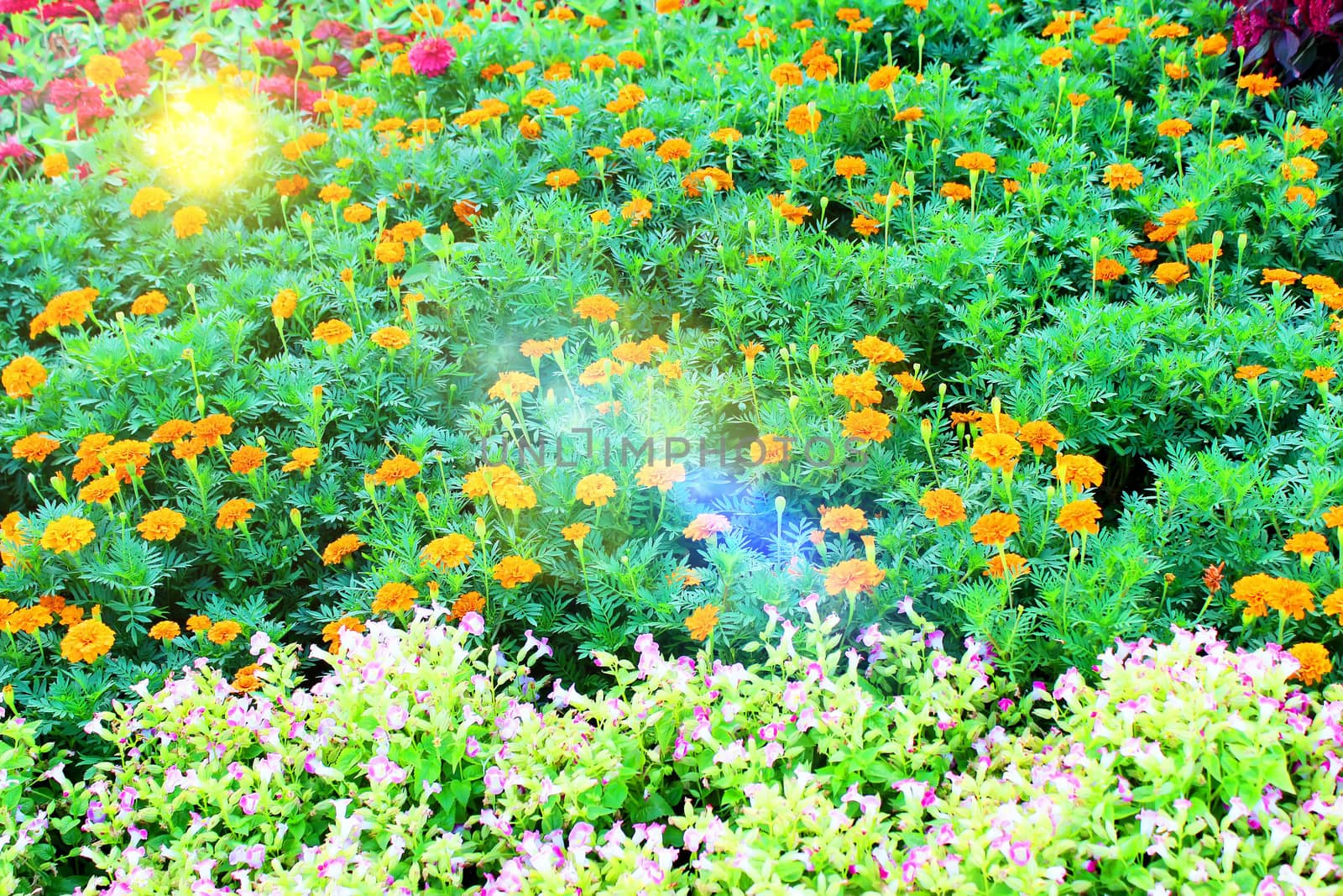 flower garden background