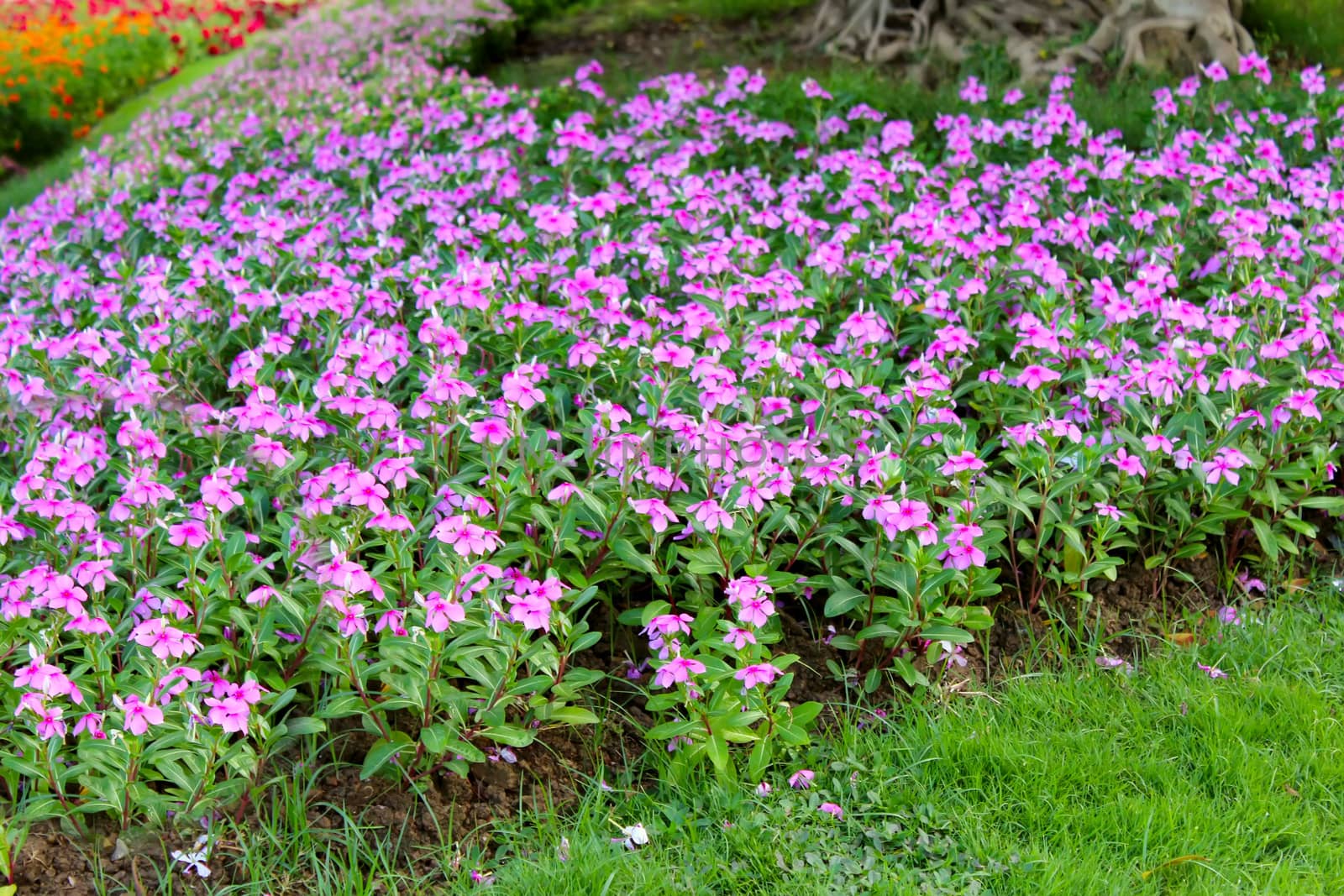 flower garden background