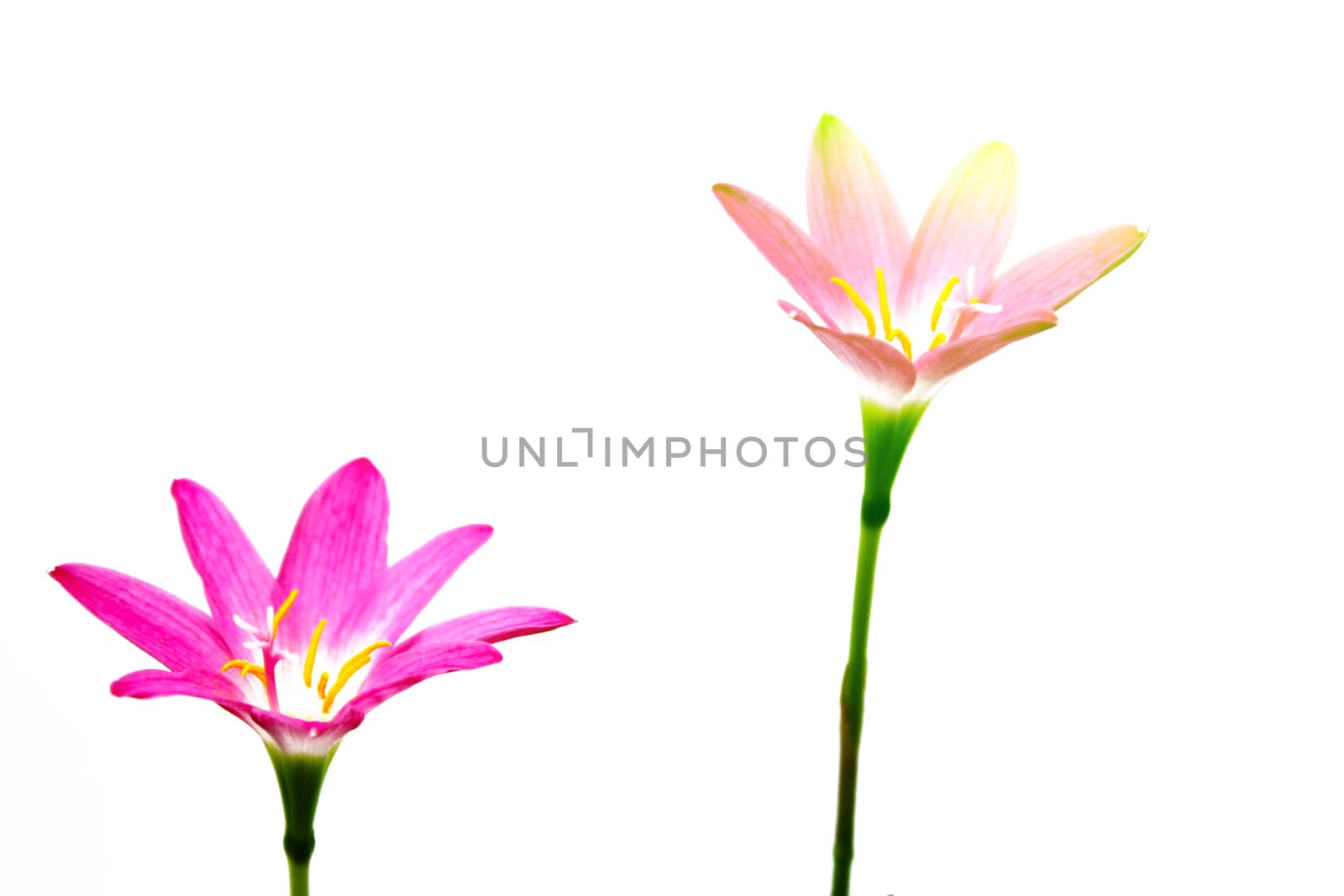 Flower isolated over white background 