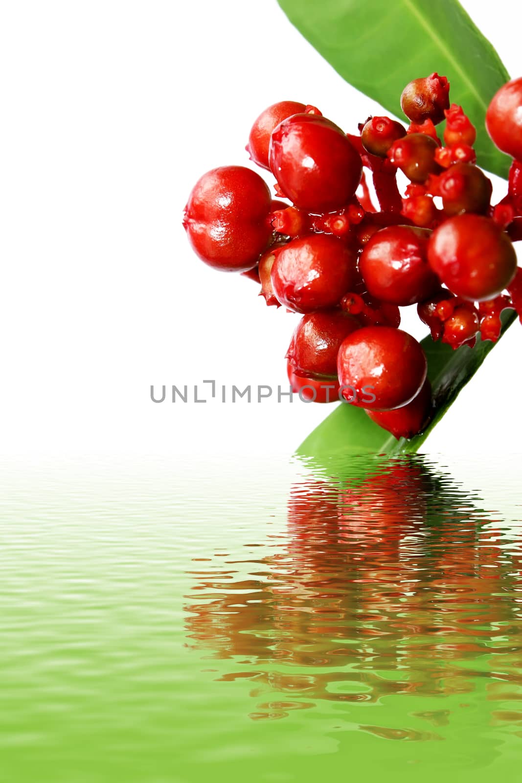 red wild fruit isolated on white 