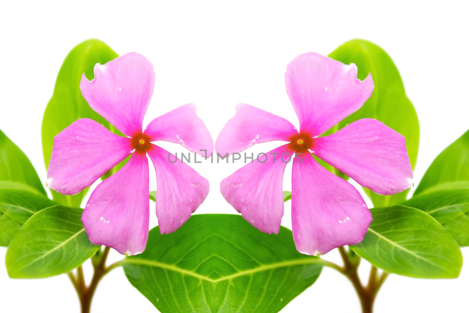 Beautiful pink flower white background 