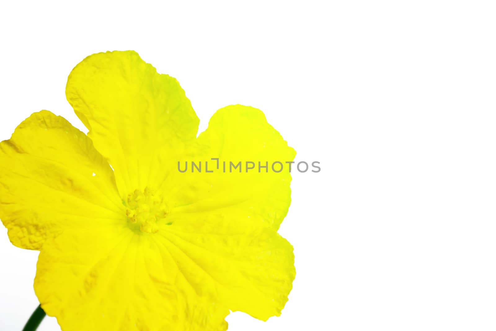 yellow flower isolated on white background 