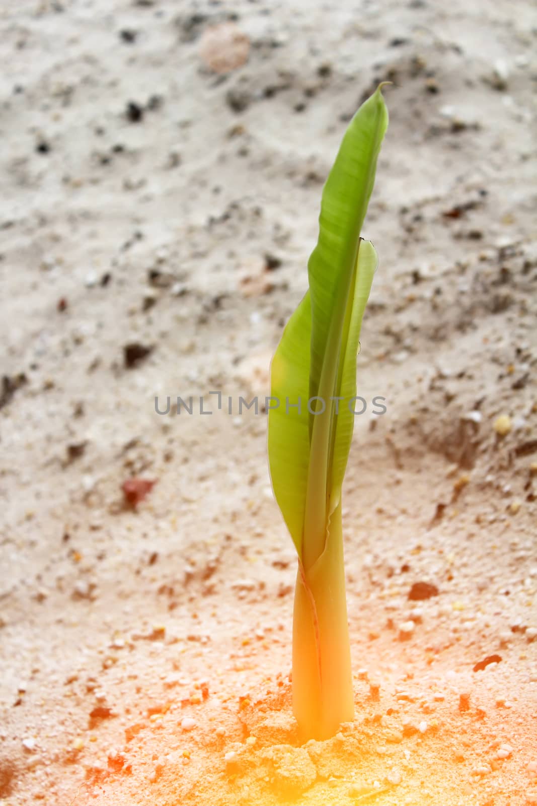 seedlings grown in sand