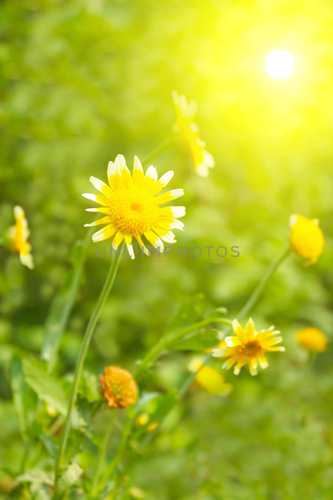 Beautiful yellow flower in field  by dinhngochung