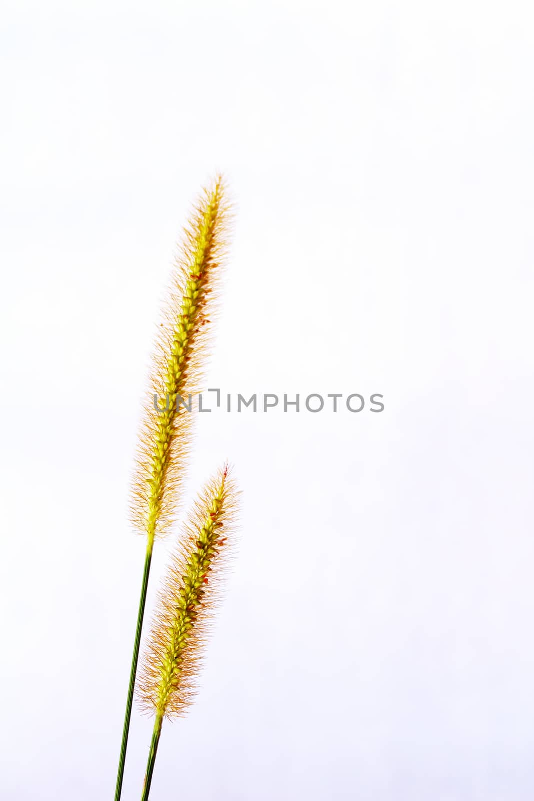 grass isolated on white background