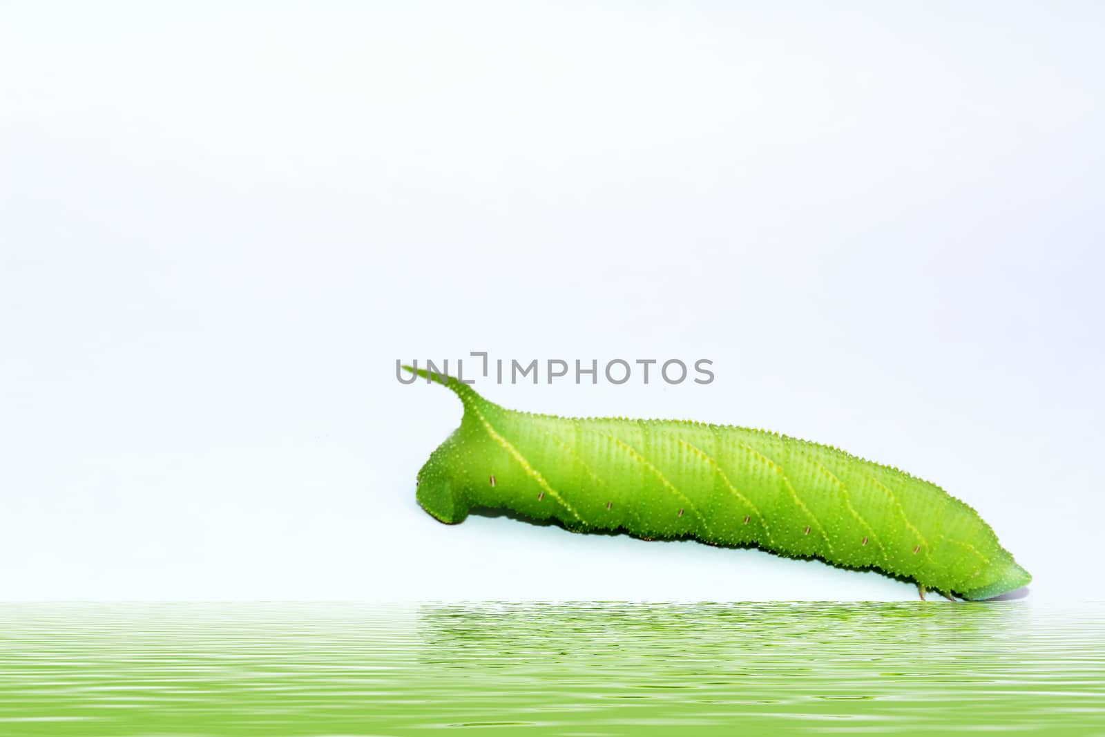 A close up of the green caterpillar by dinhngochung