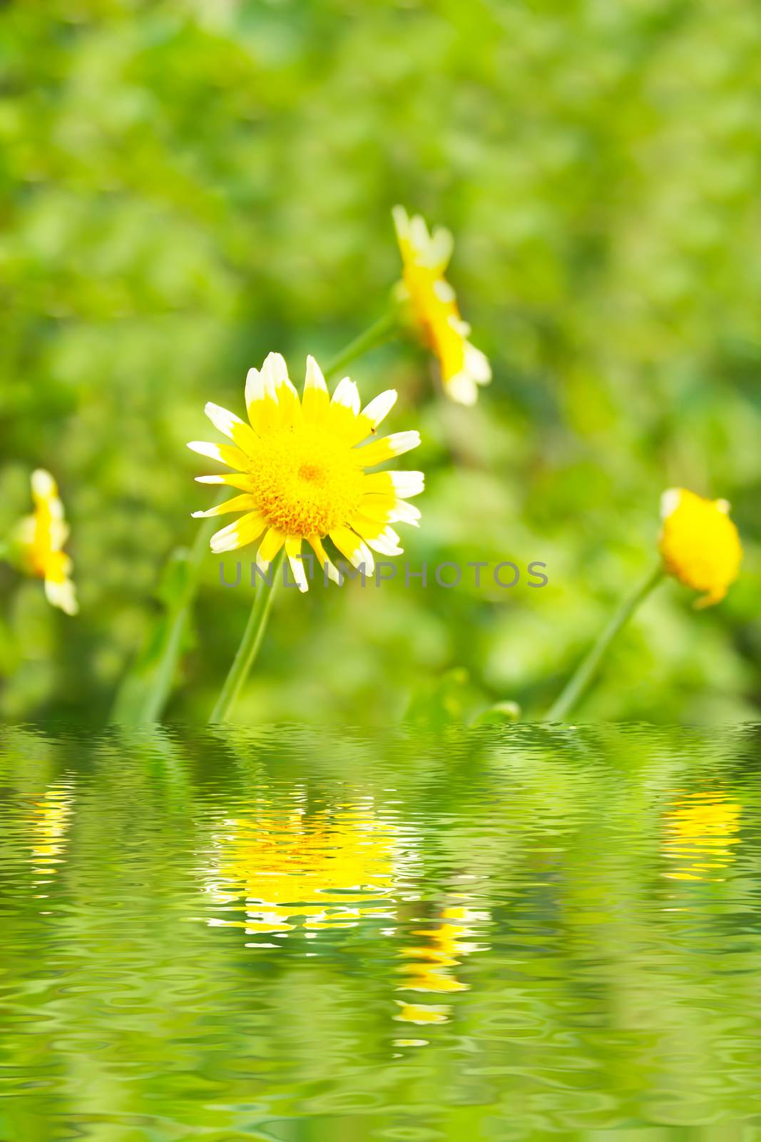 Beautiful yellow flower in field  by dinhngochung