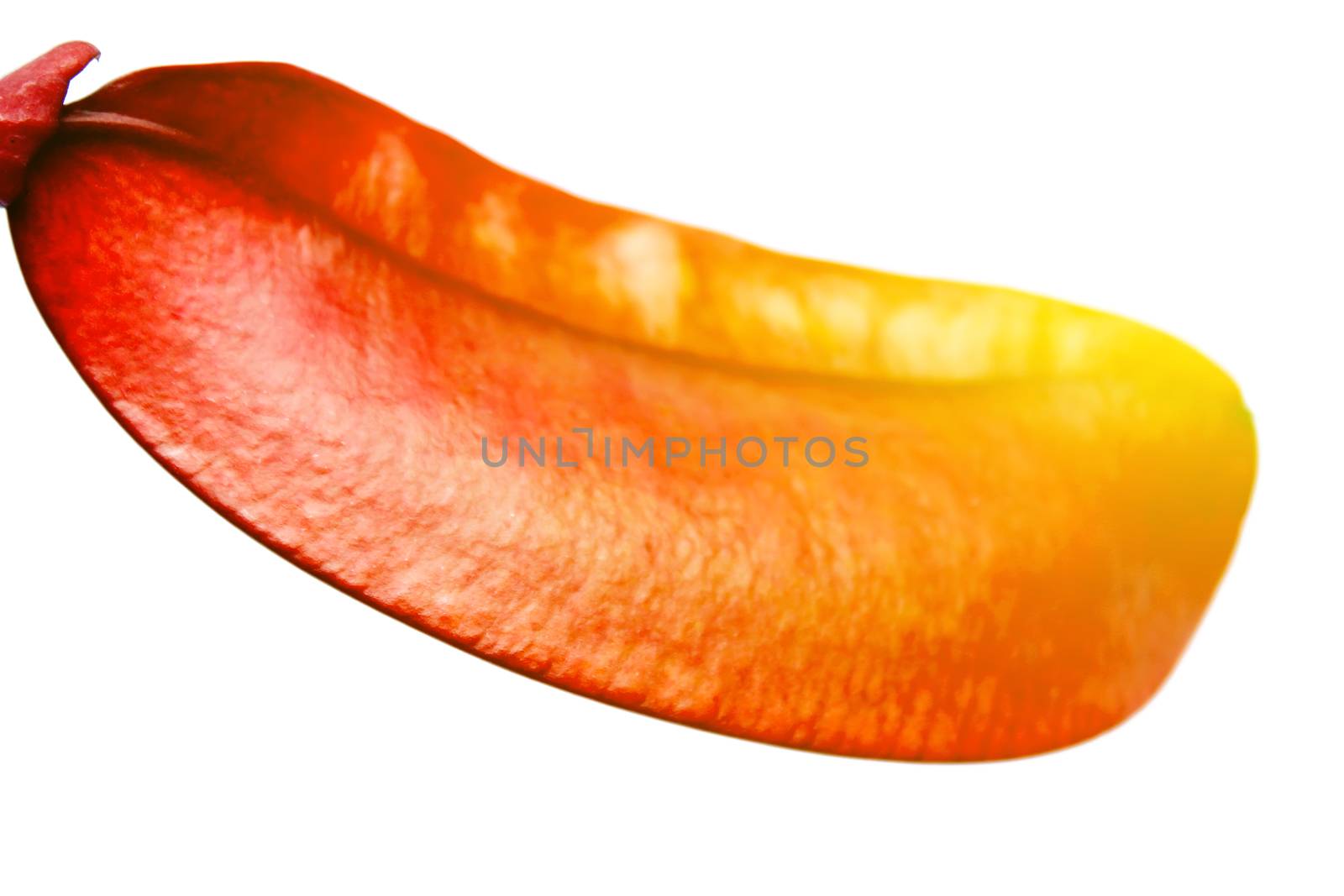 Dried red hot  isolated on white