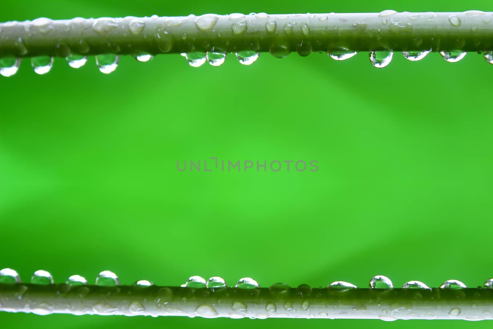 branch with dew drops close up  by dinhngochung