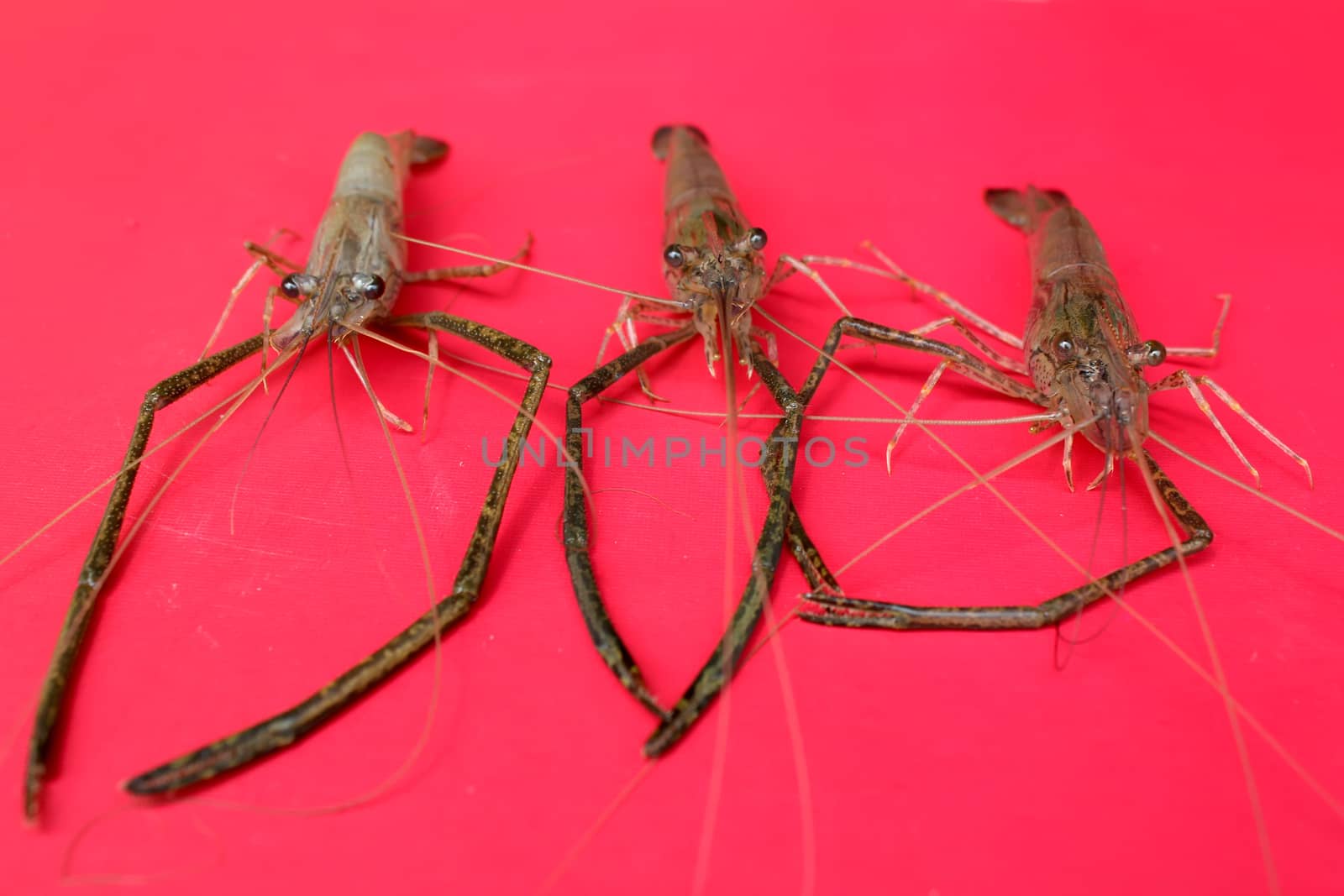 Fresh Shrimp 