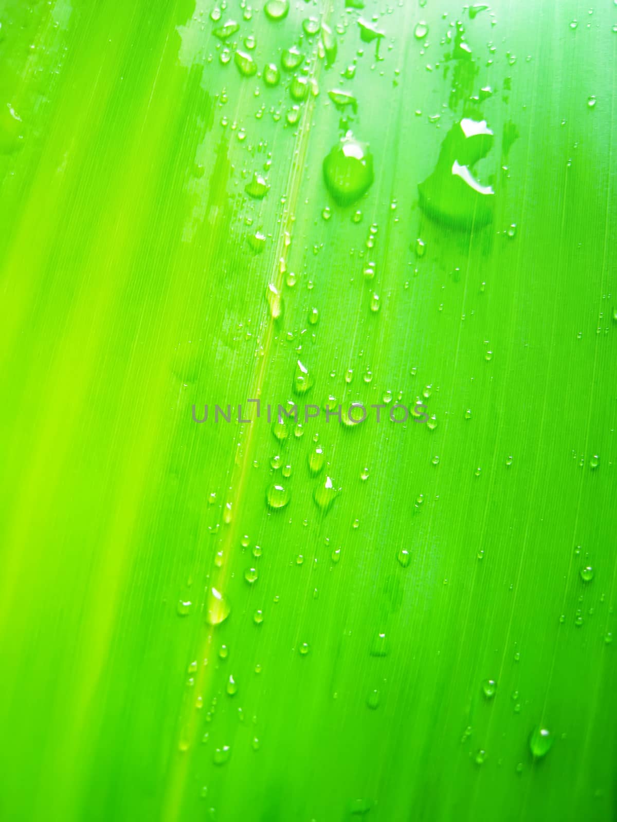 dew drops on bamboo leave