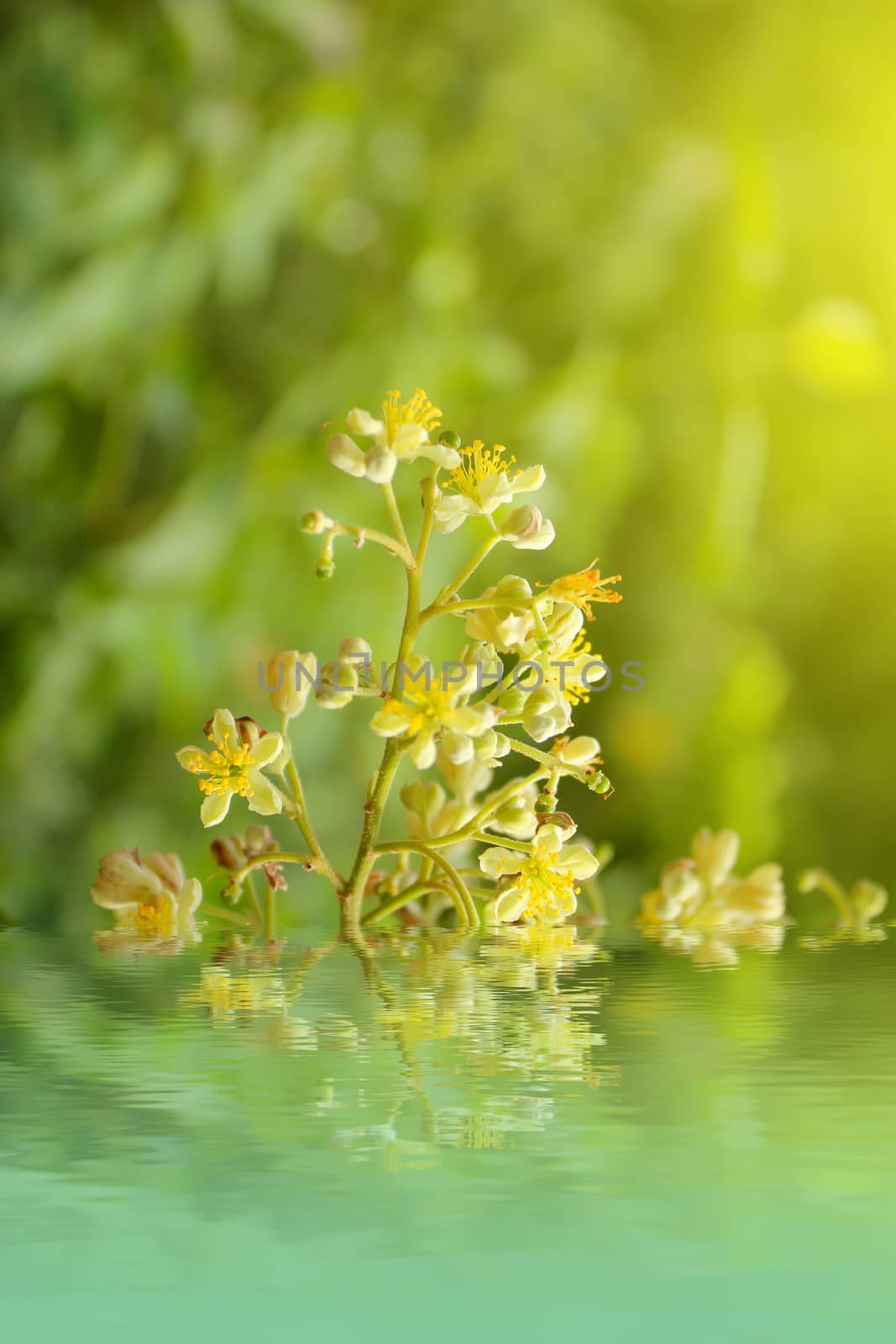 yellow flowers