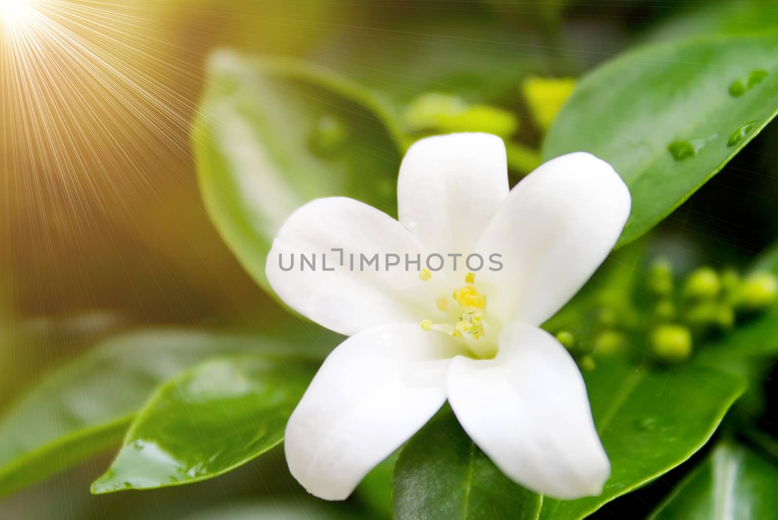 white flower