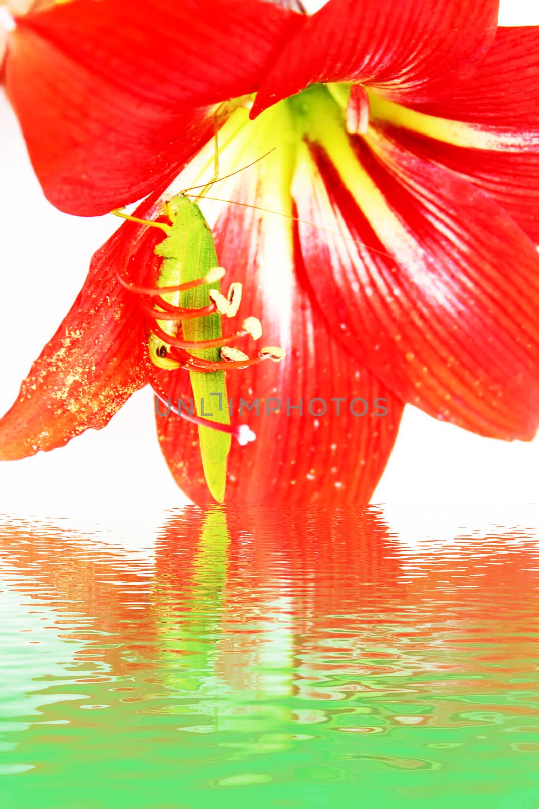 Macro photo of a grasshopper inside of a red lily 