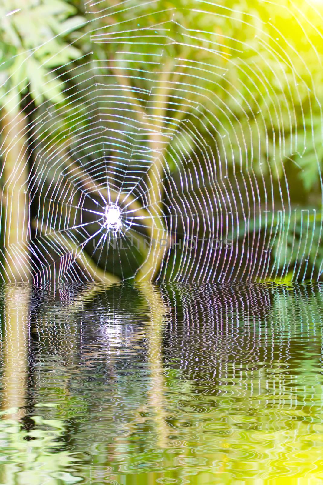 Spider  by dinhngochung