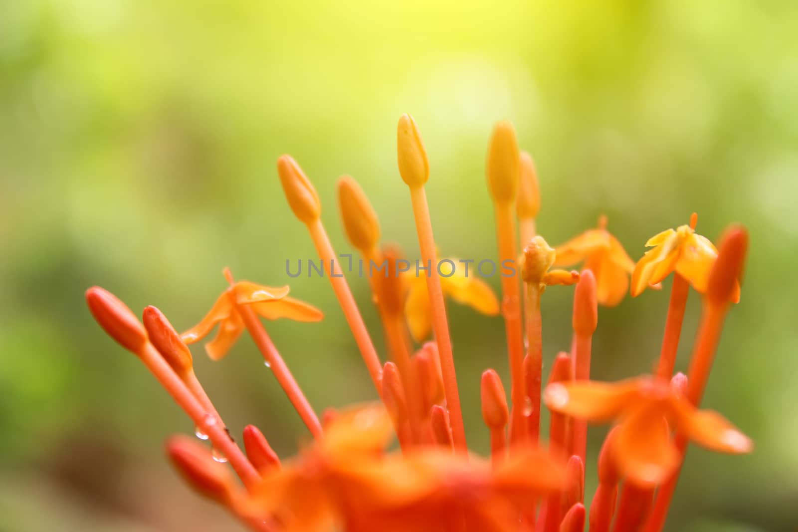 Beautiful yellow red flowers by dinhngochung